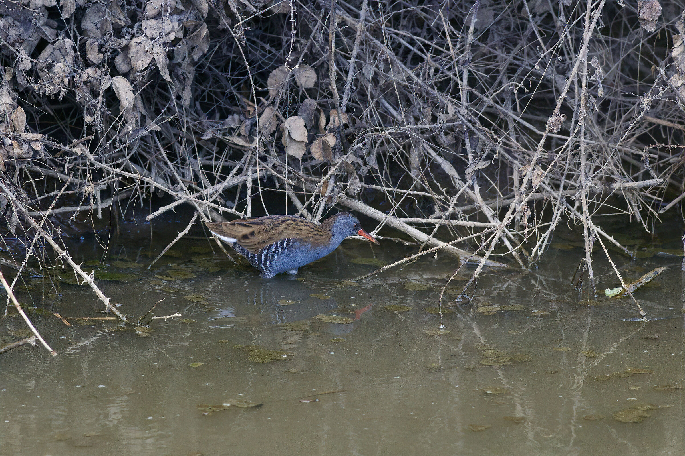 water rail