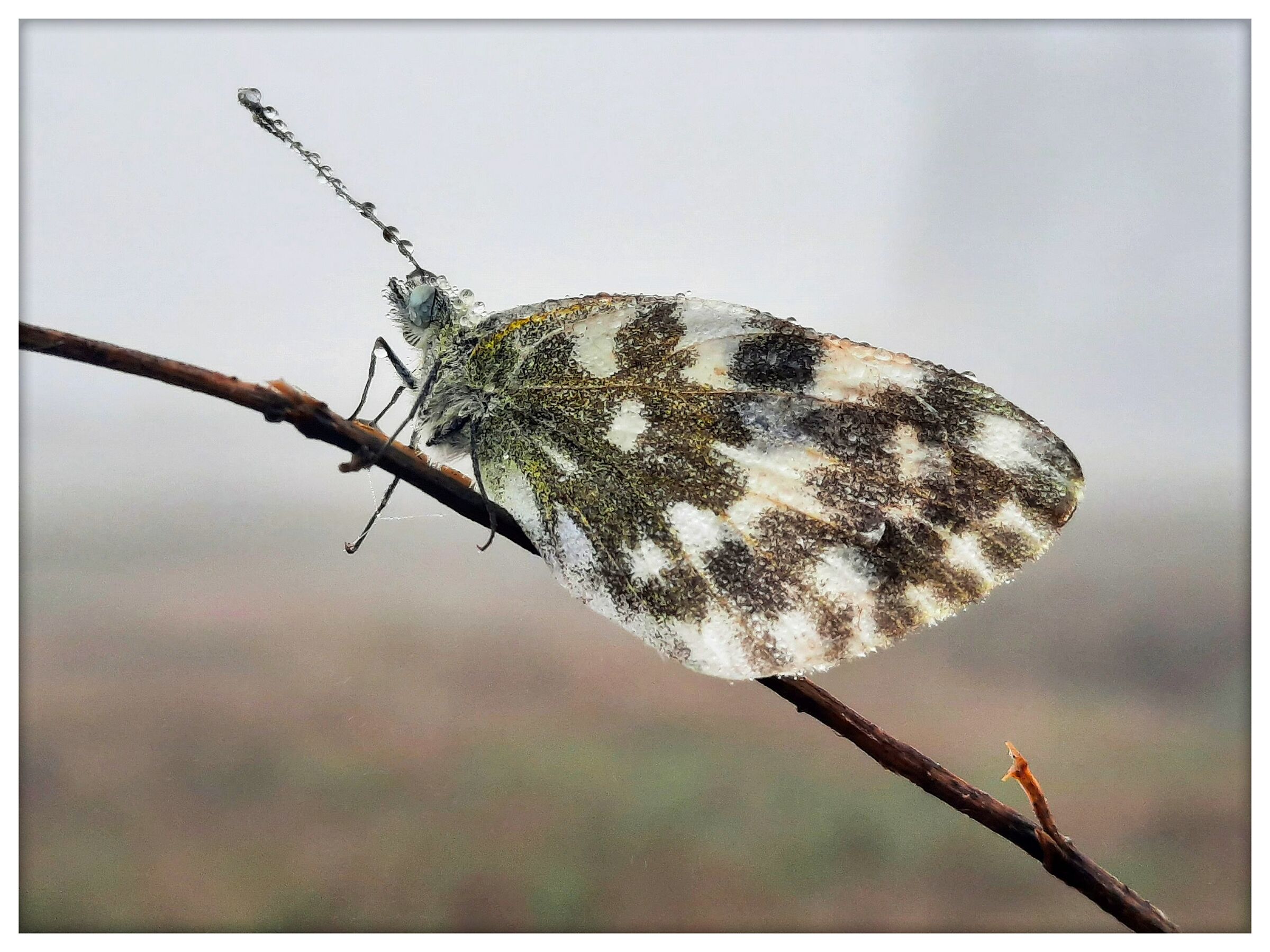 Pontia  Edusa