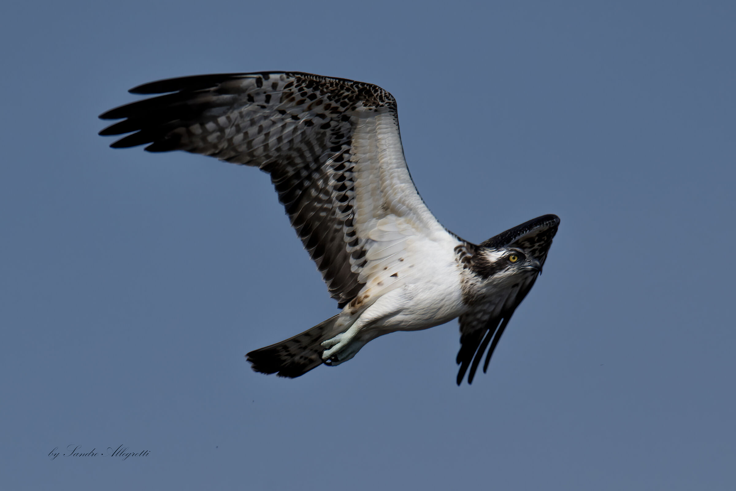 The osprey (Pandion haliaetus)