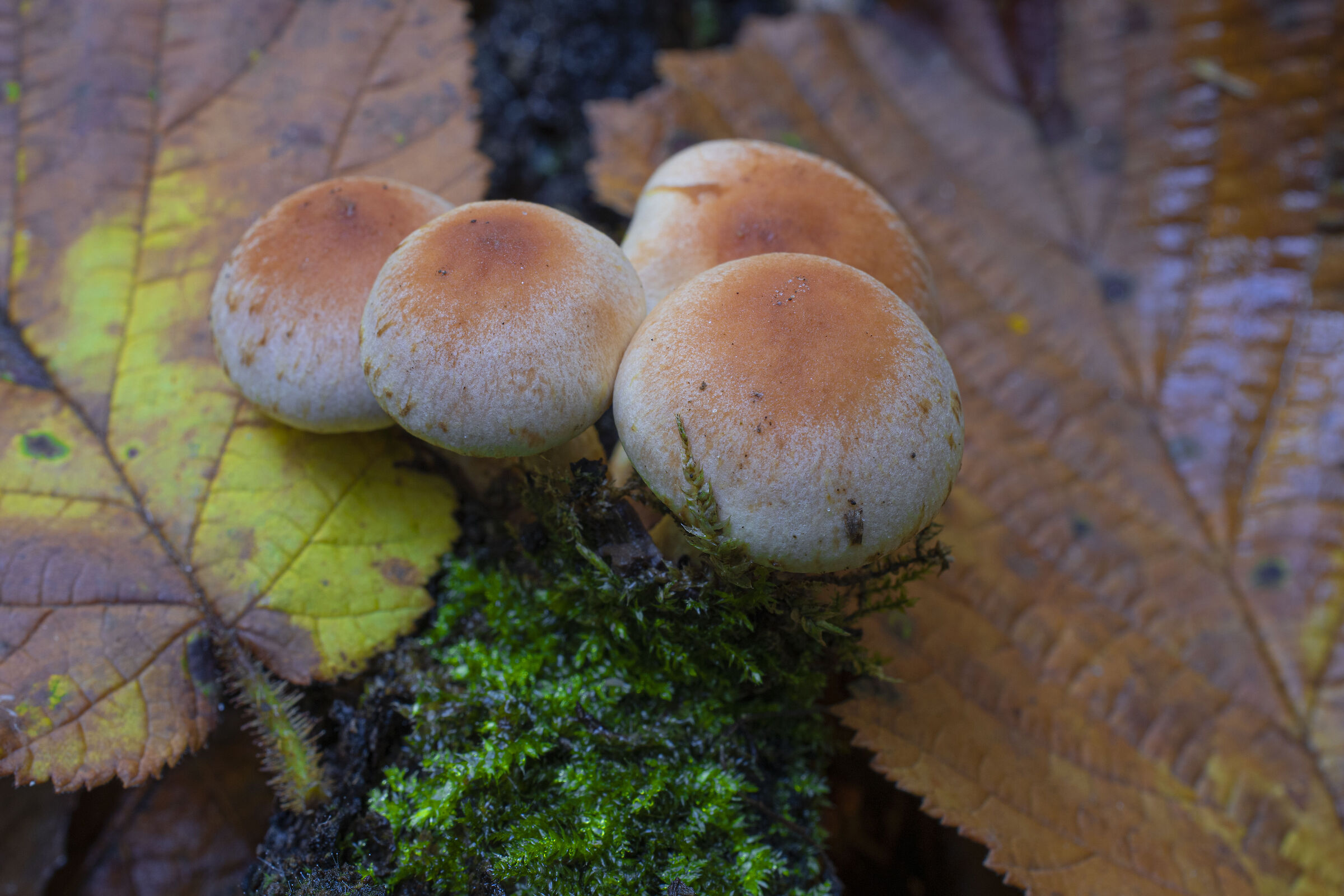 Presenze autunnali...