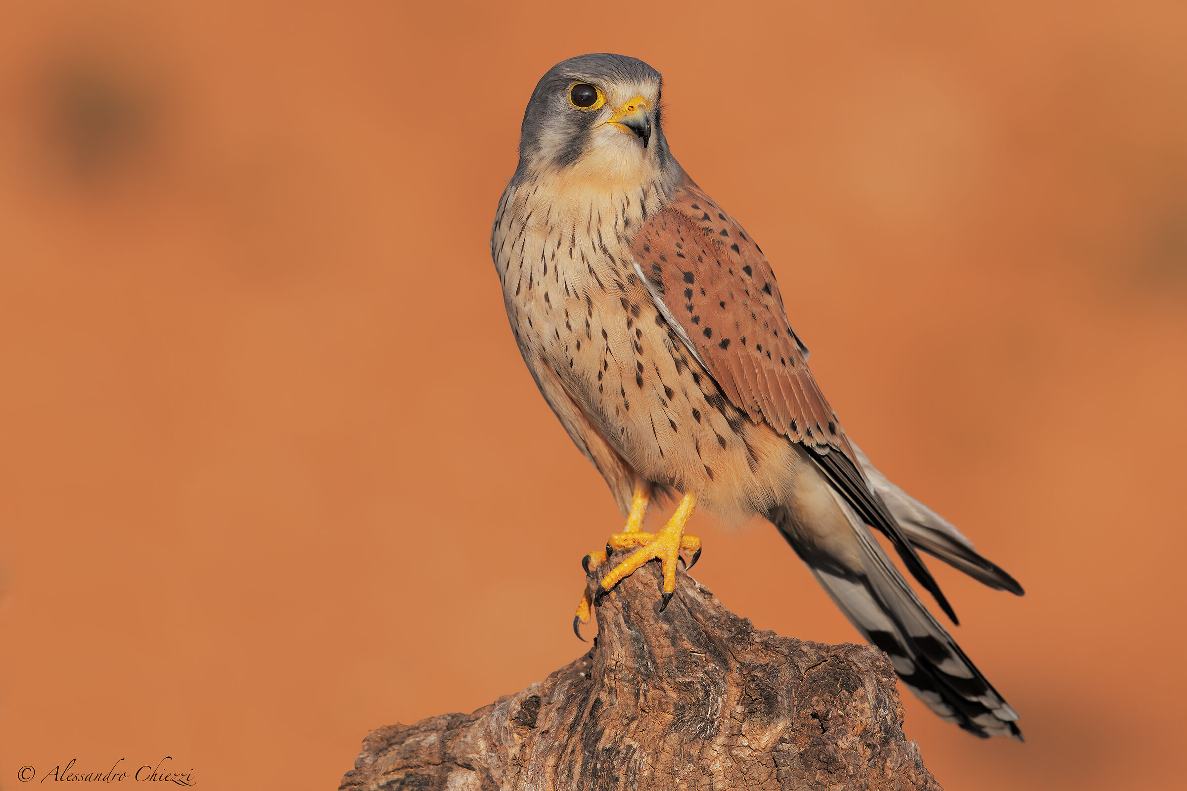 Kestrel