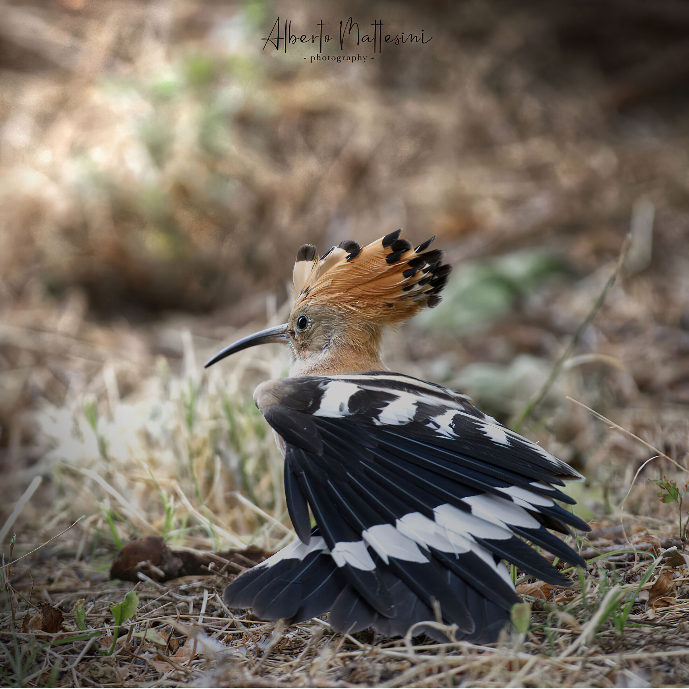 Hoopoe