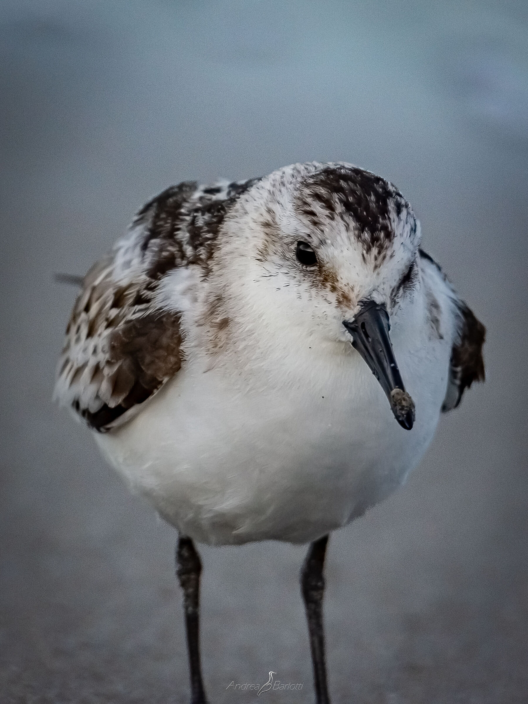 Young three-toed Piovanello