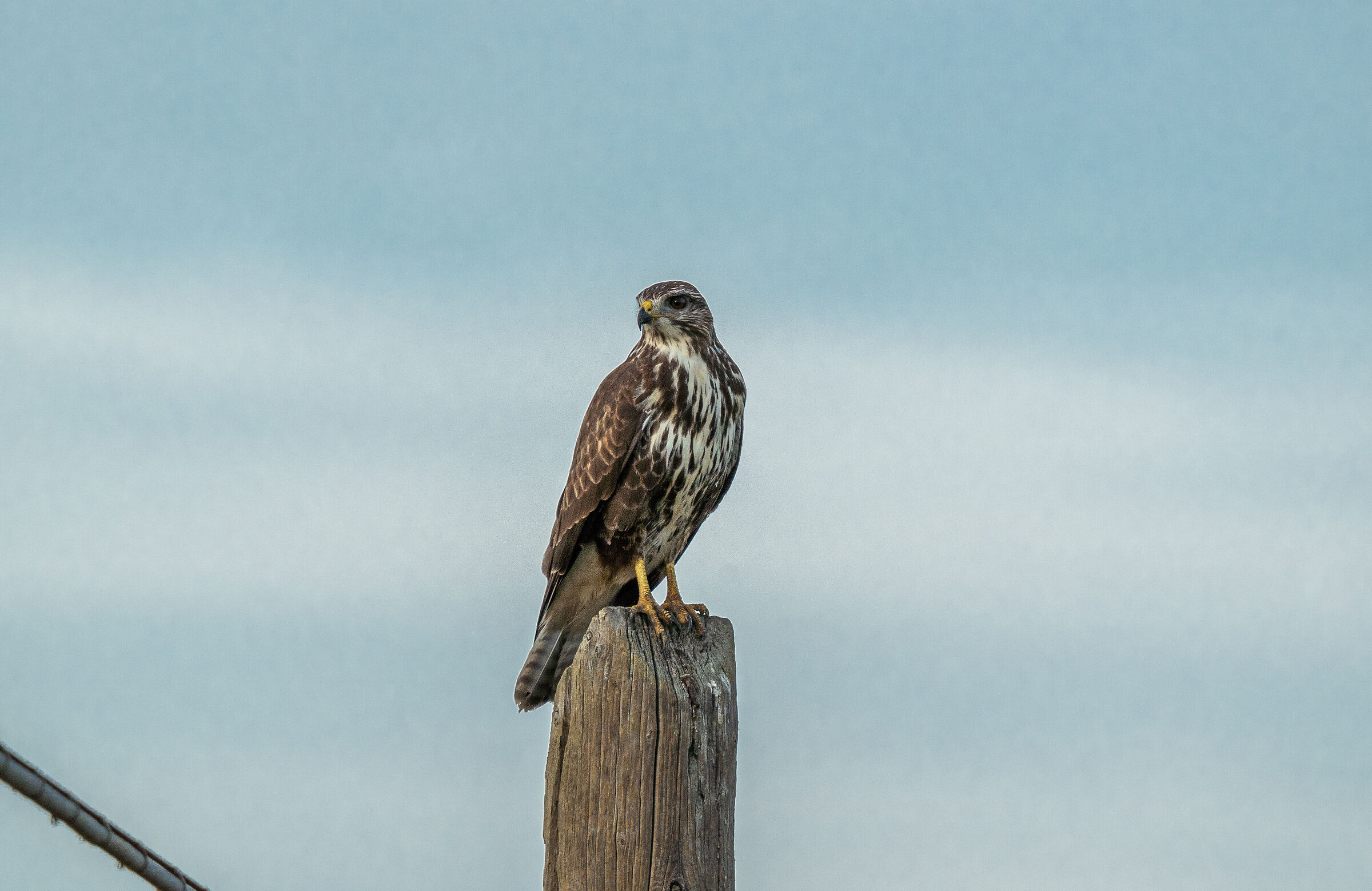 BUZZARD