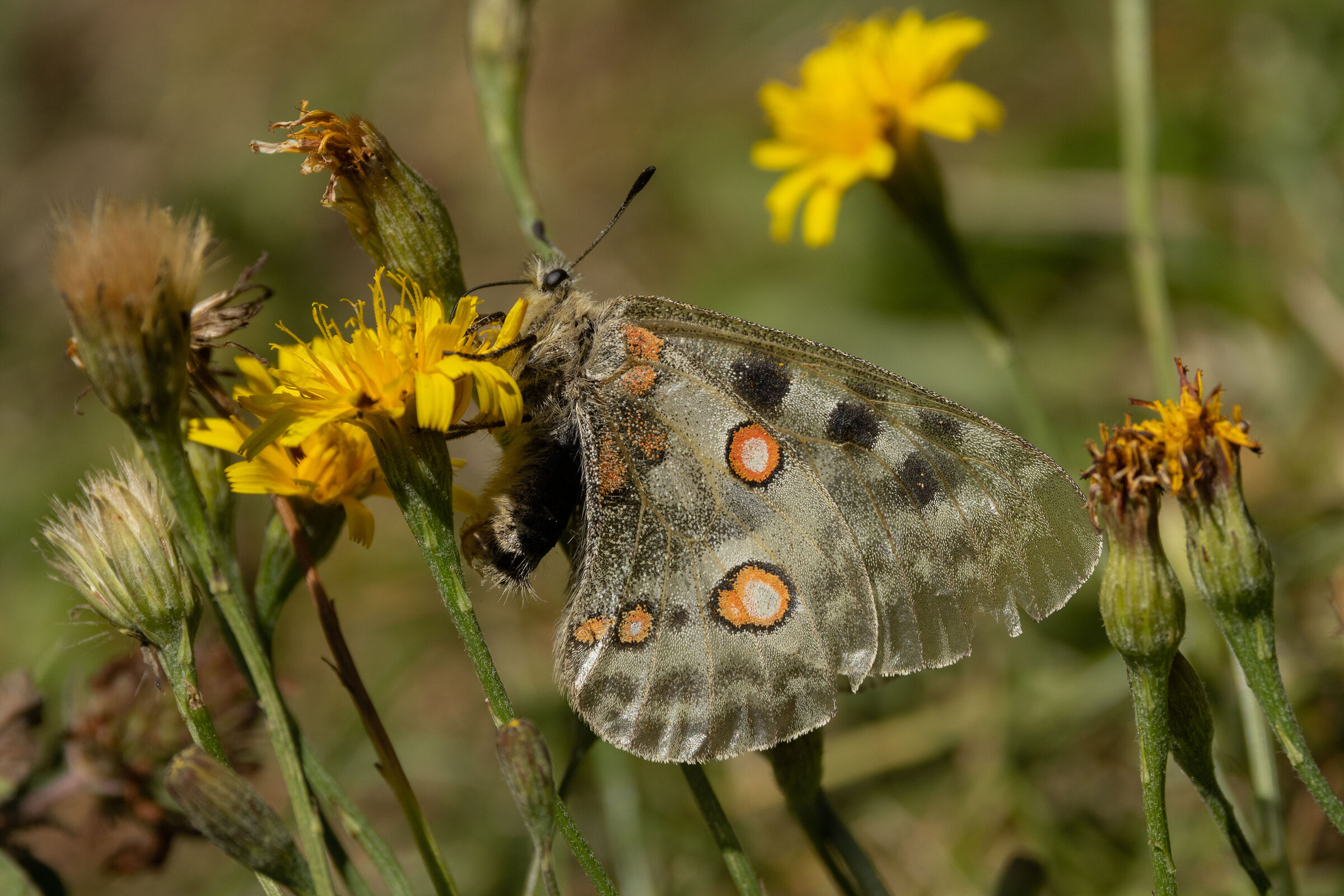 Parnassius apollo