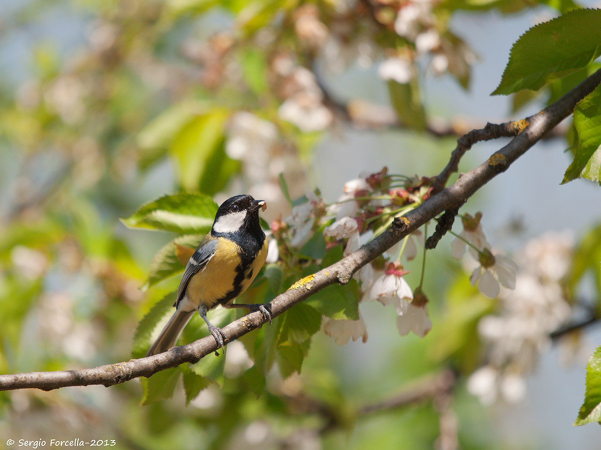Cinciallegra in partenza per il nido...