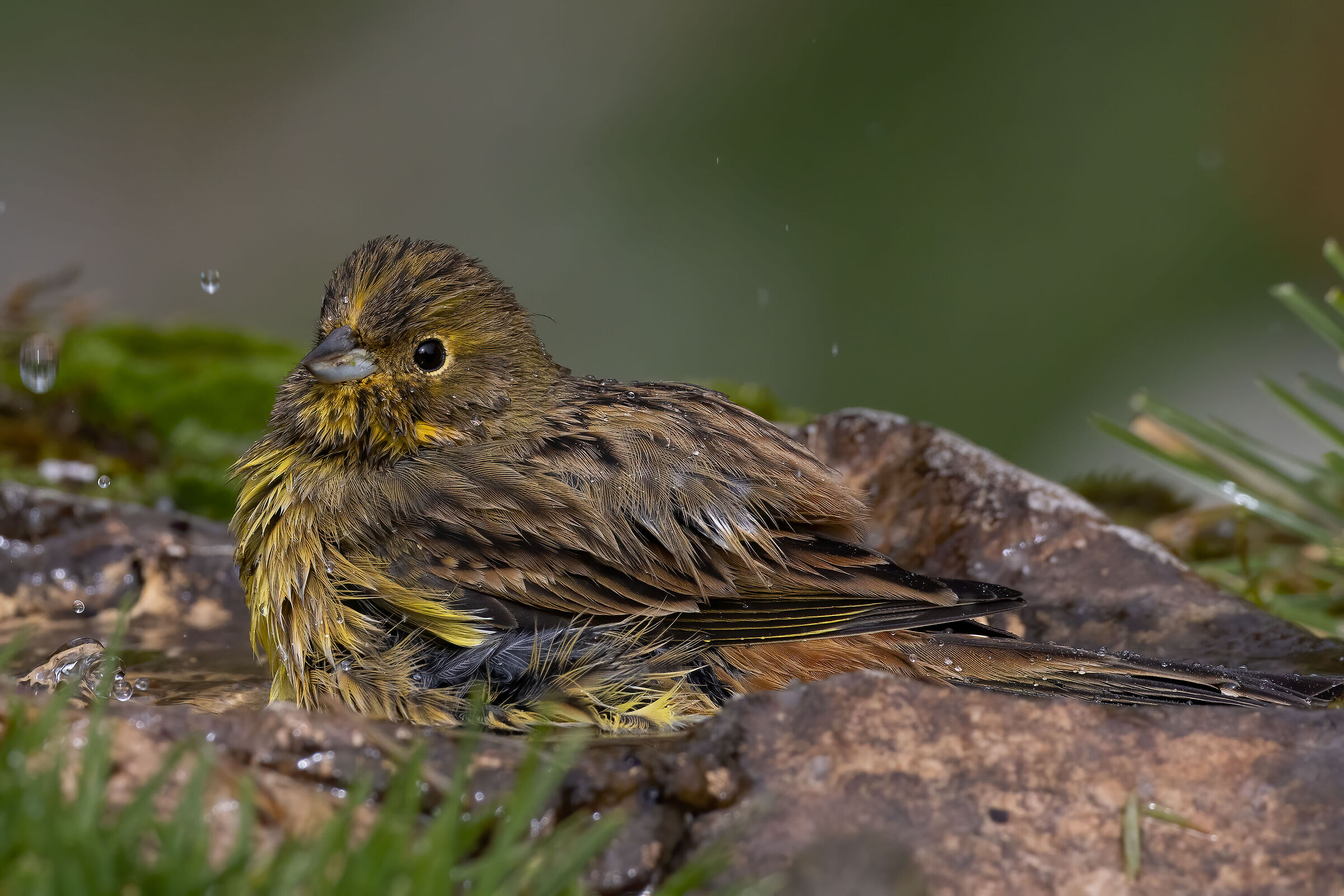 Zigolo giallo (Emberiza citrinella)