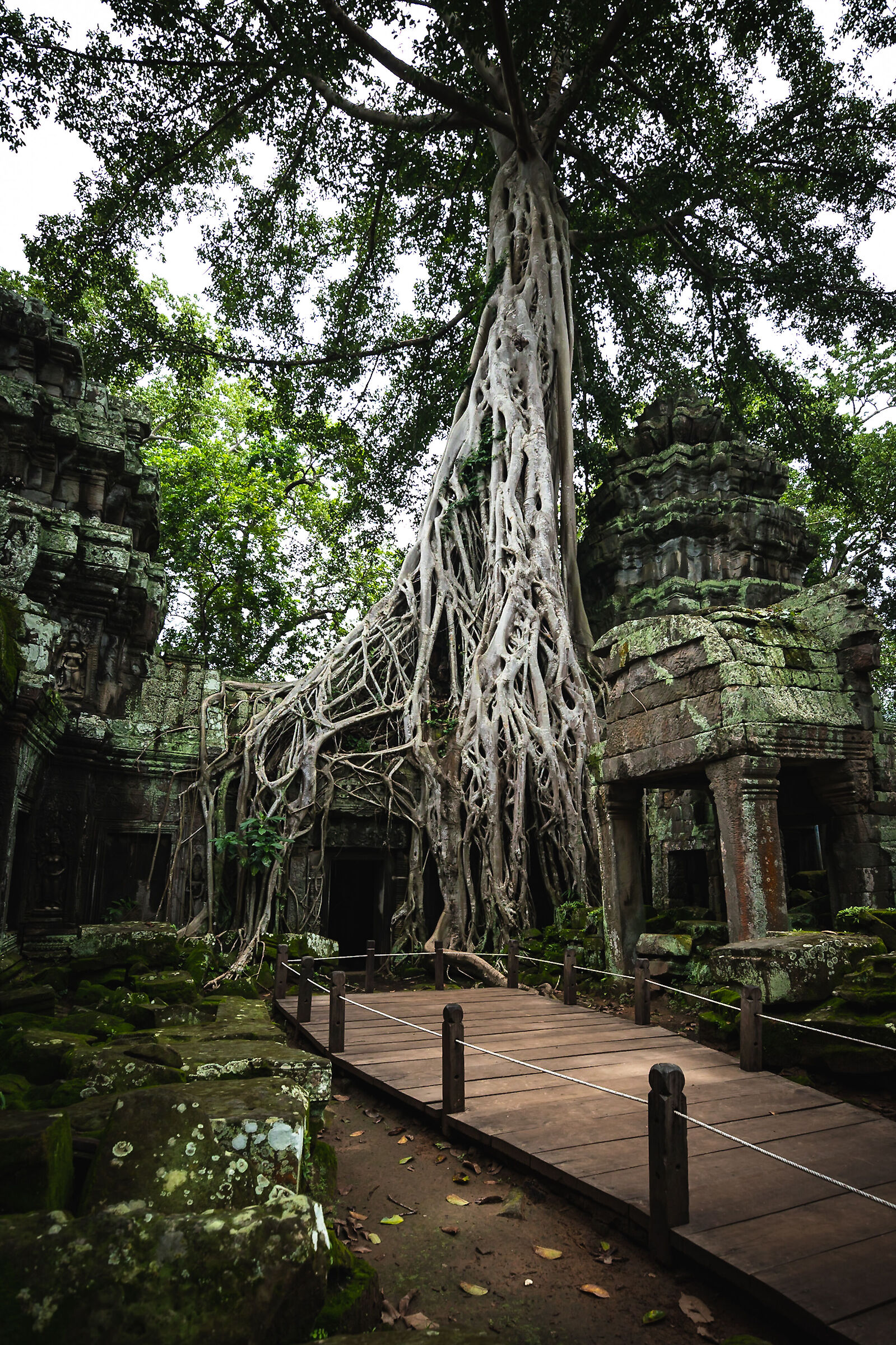 temple Ta Prohm Kel 3