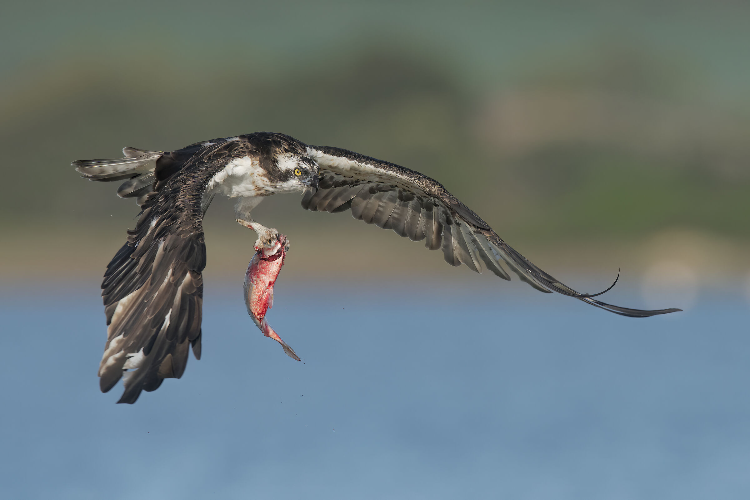 il pescatore e la salpa