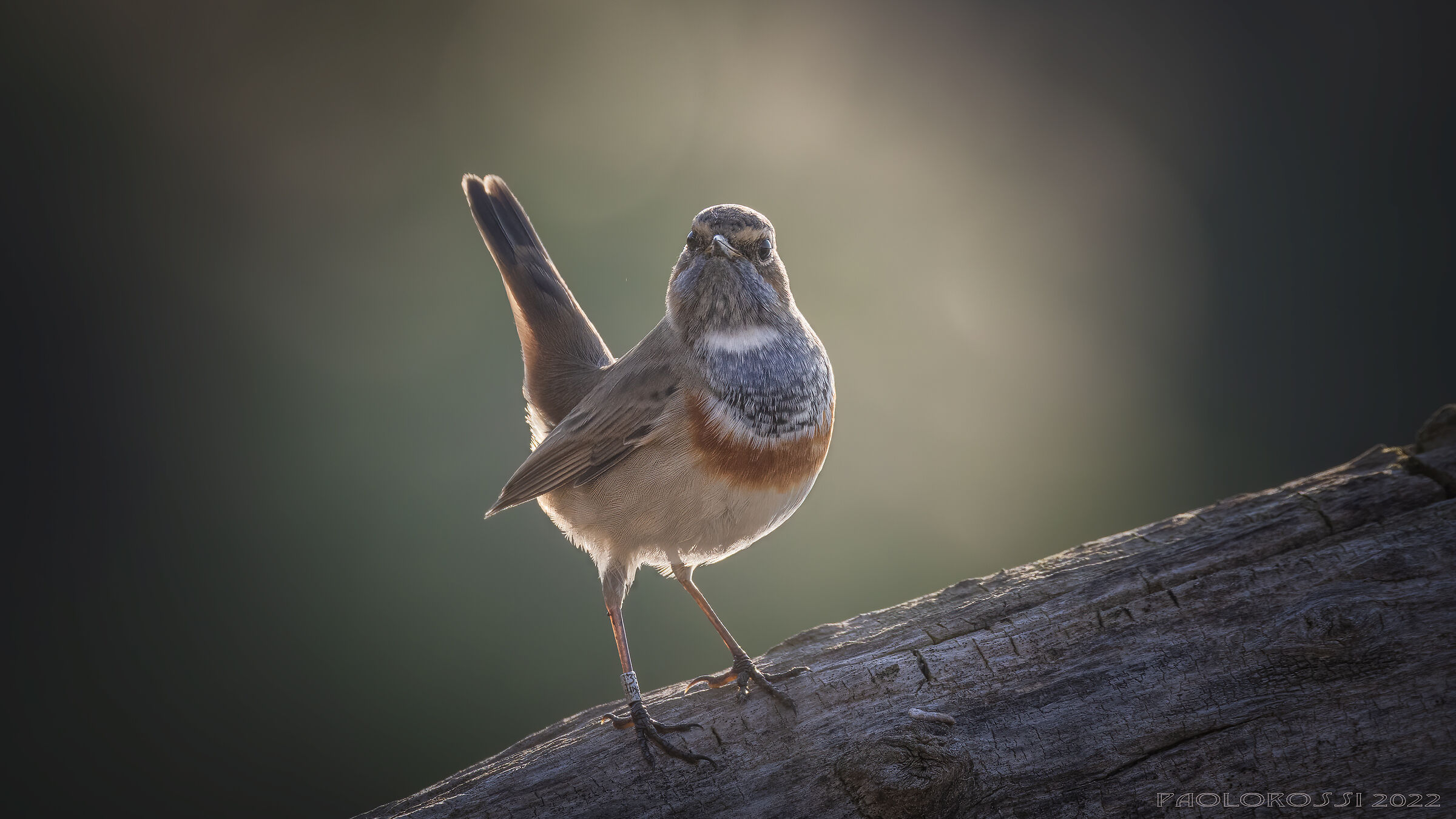 Bluethroat...