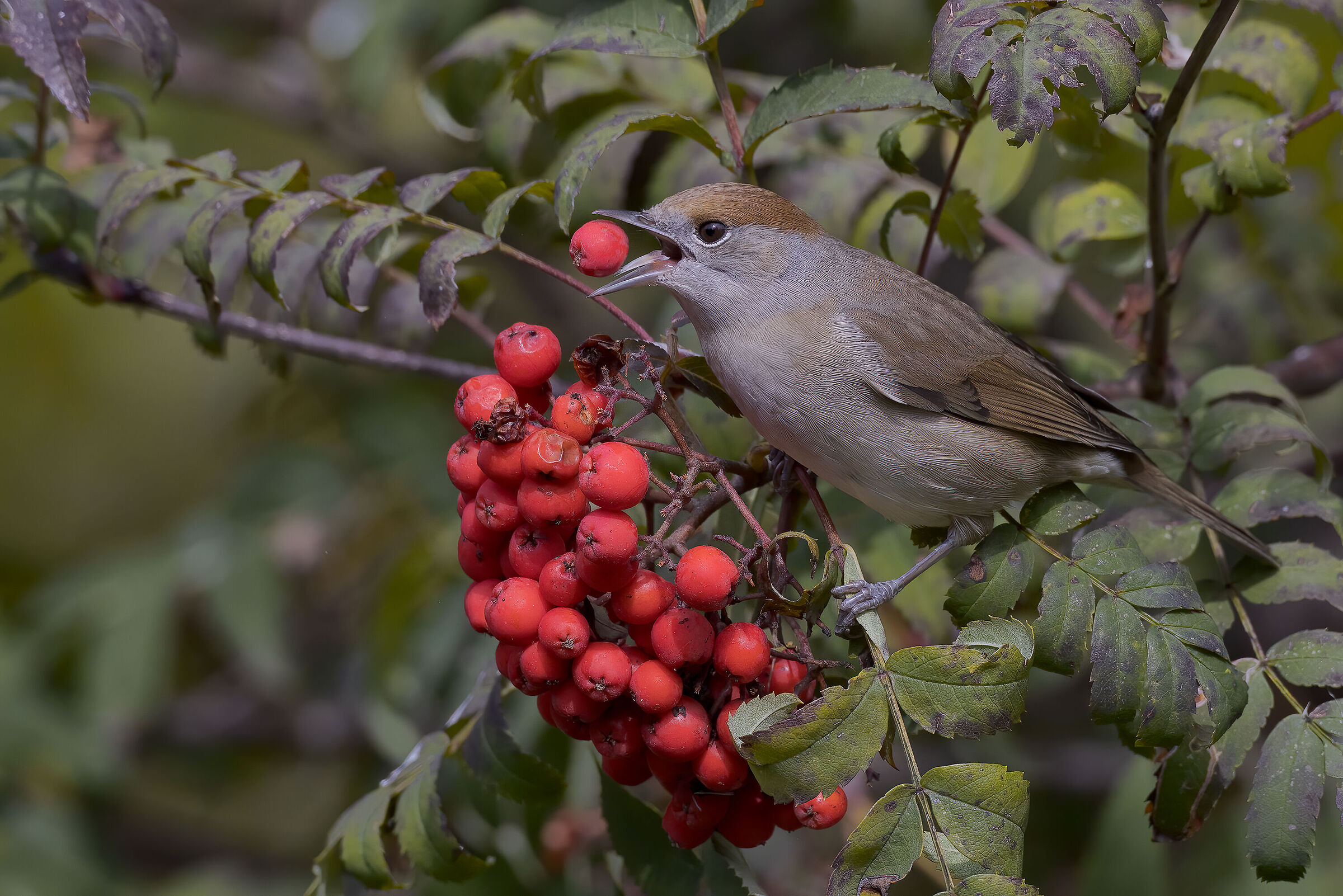 Capinera femmina (Sylvia atricapilla) su sorbo