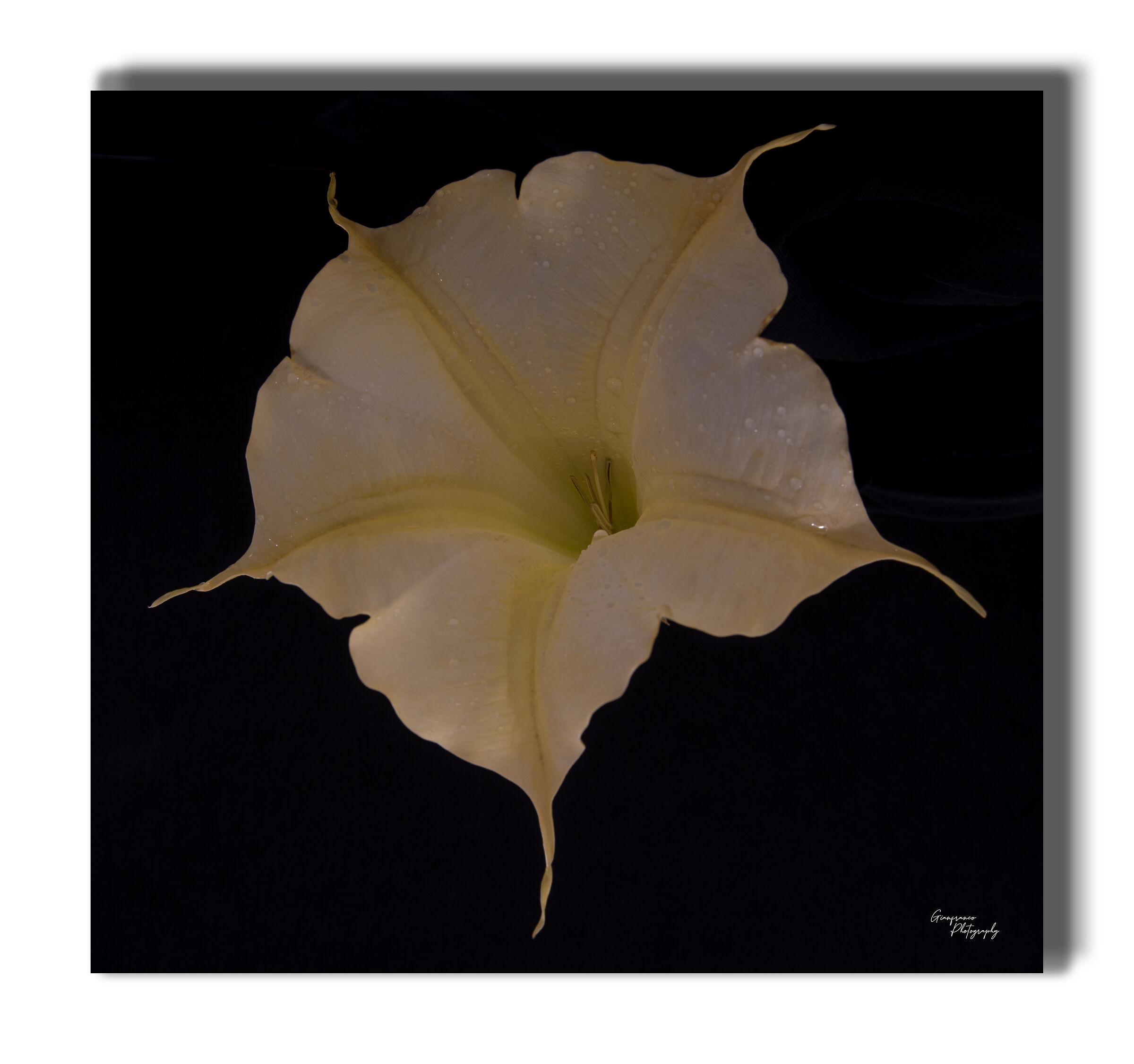 Brugmansia