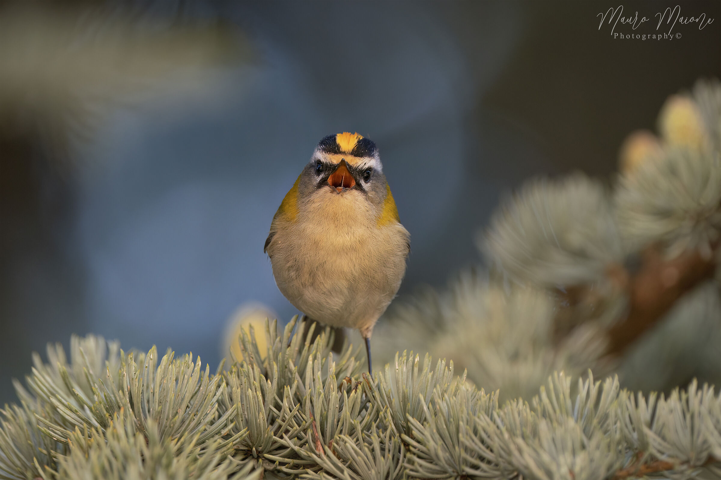 il canto del folletto