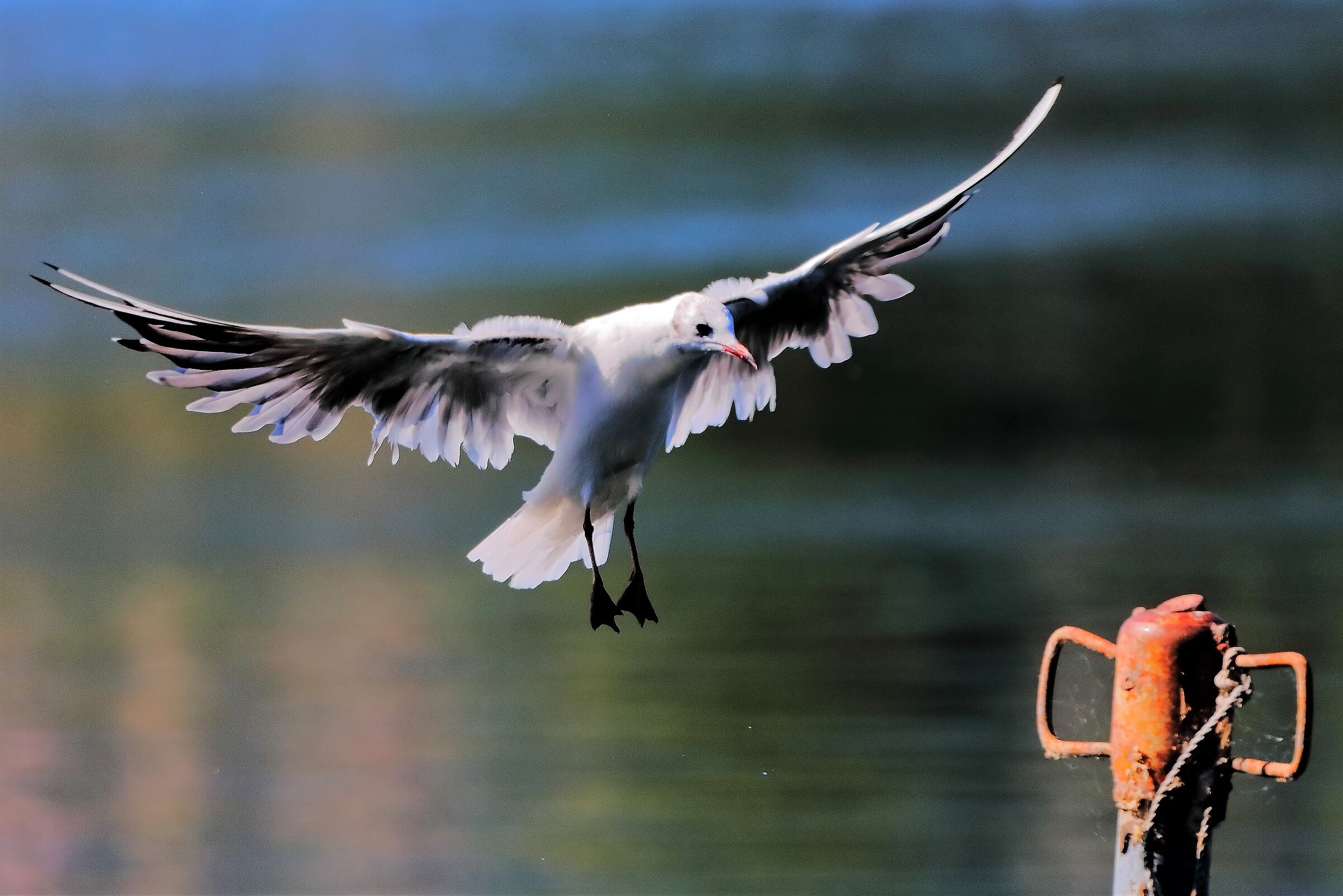 gabbiano terrestre 31-07-2022