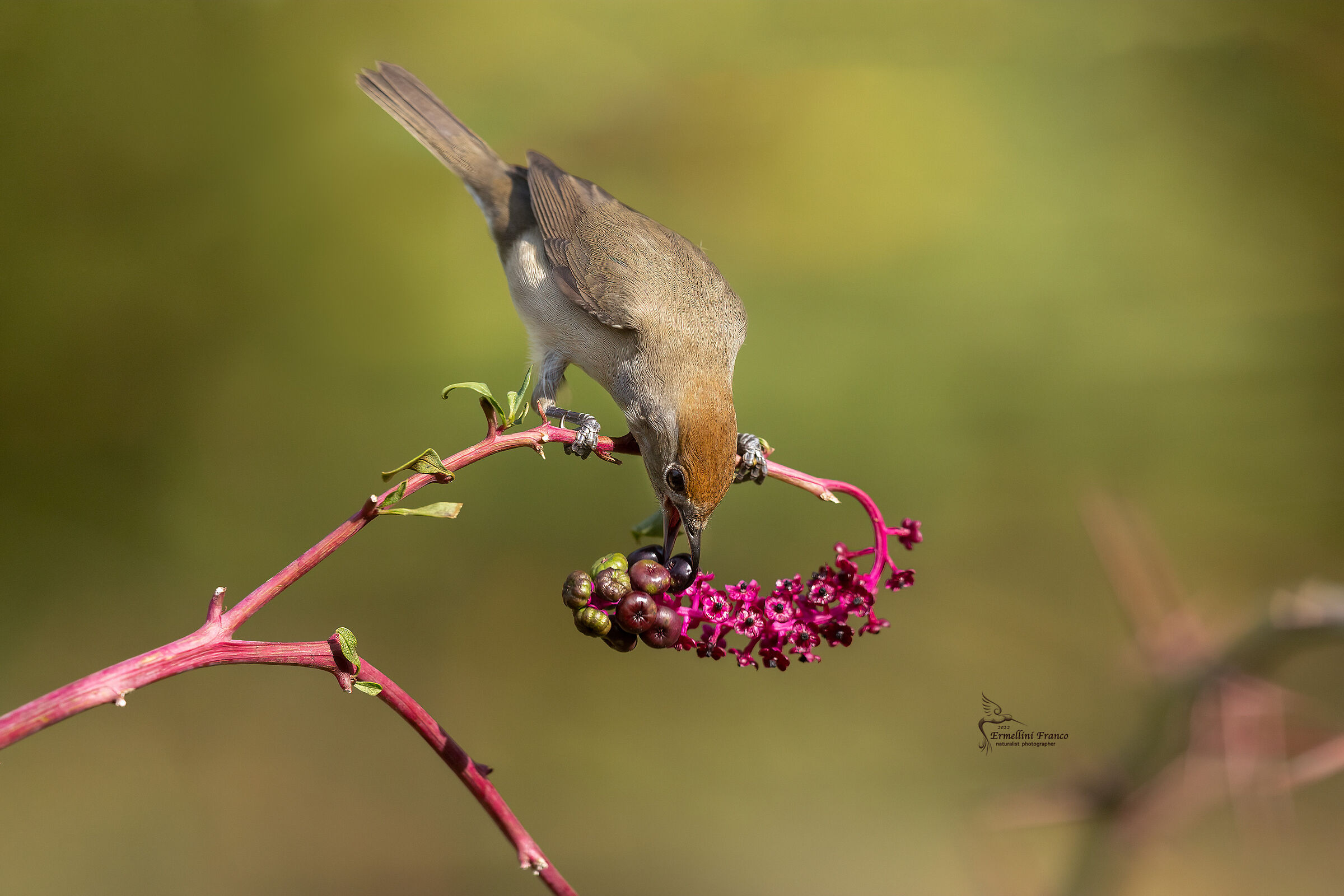Female blackcap