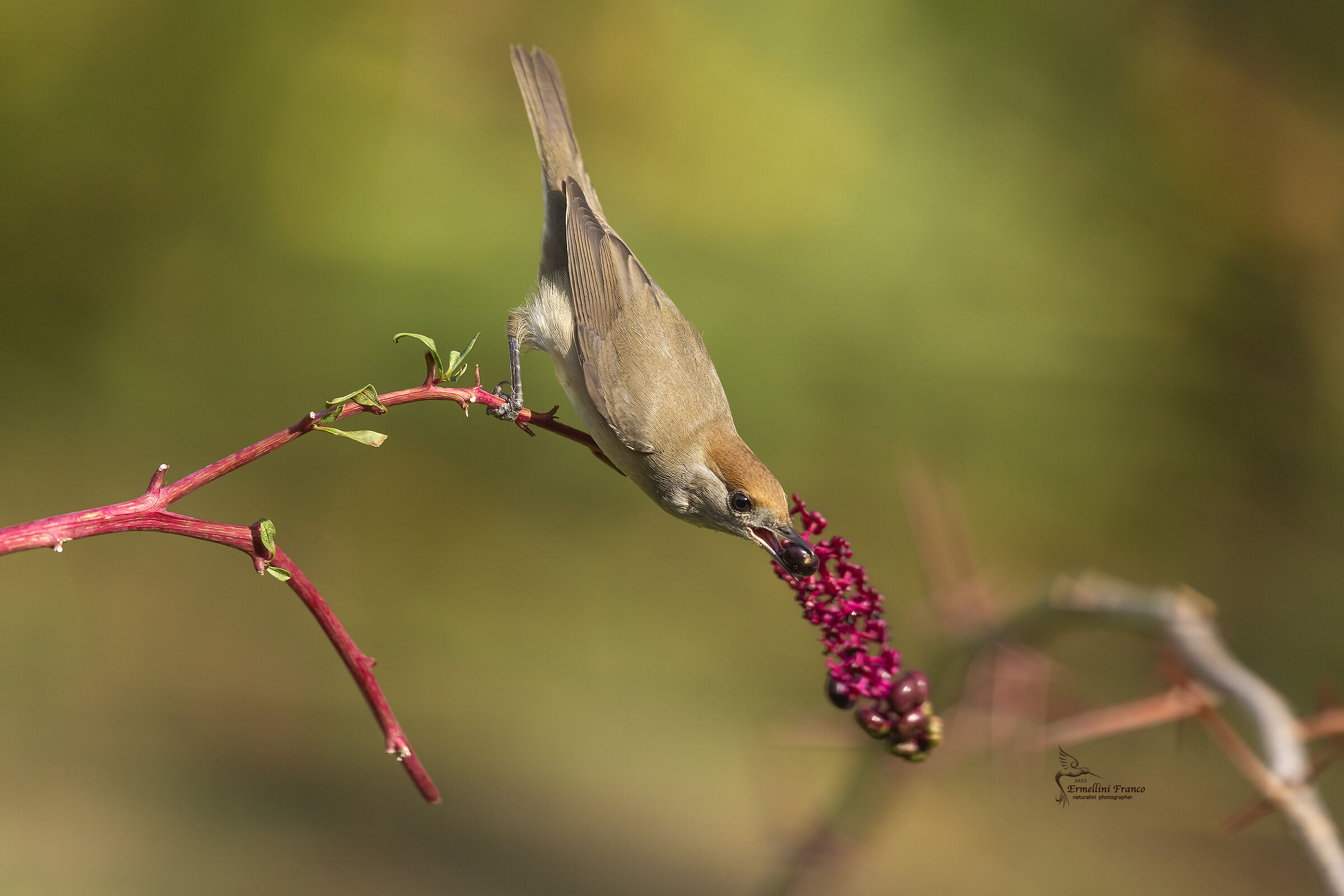 Blackcap Female