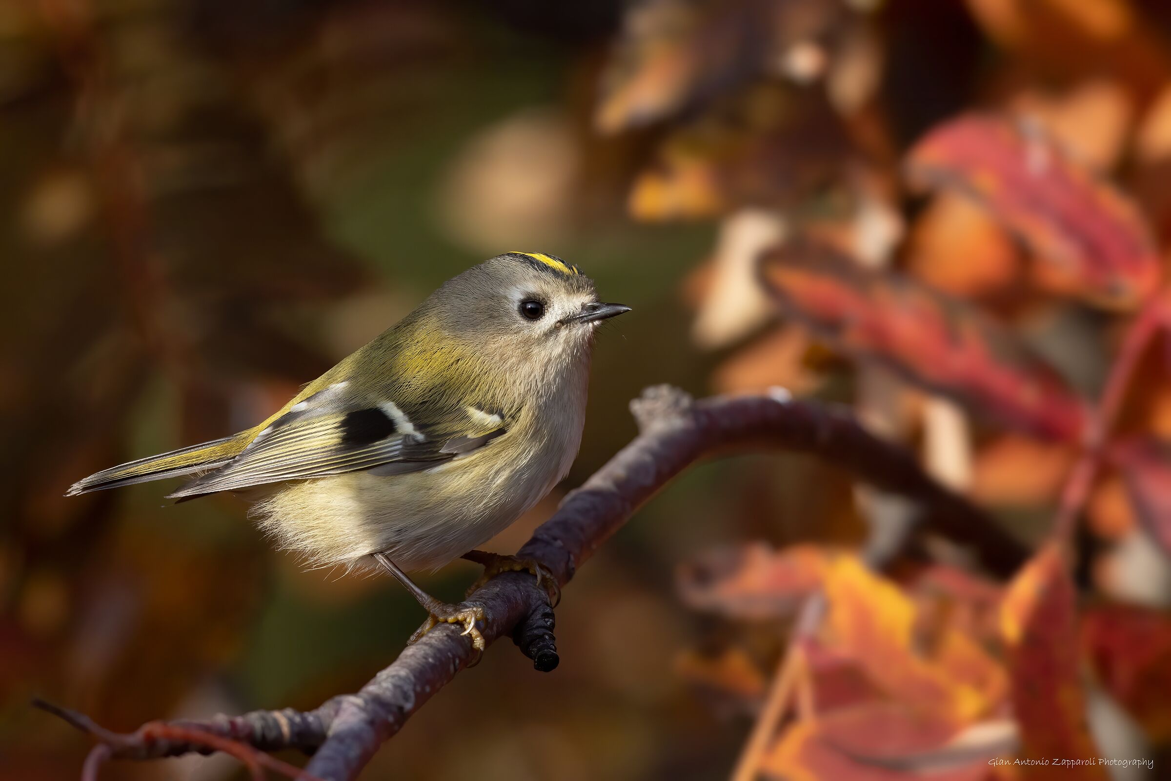Regolo (Regulus regulus) nel foliage