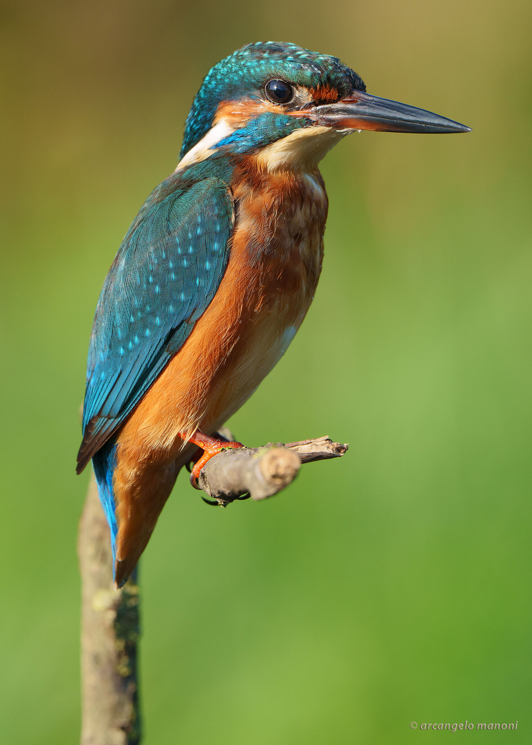 A martino in position