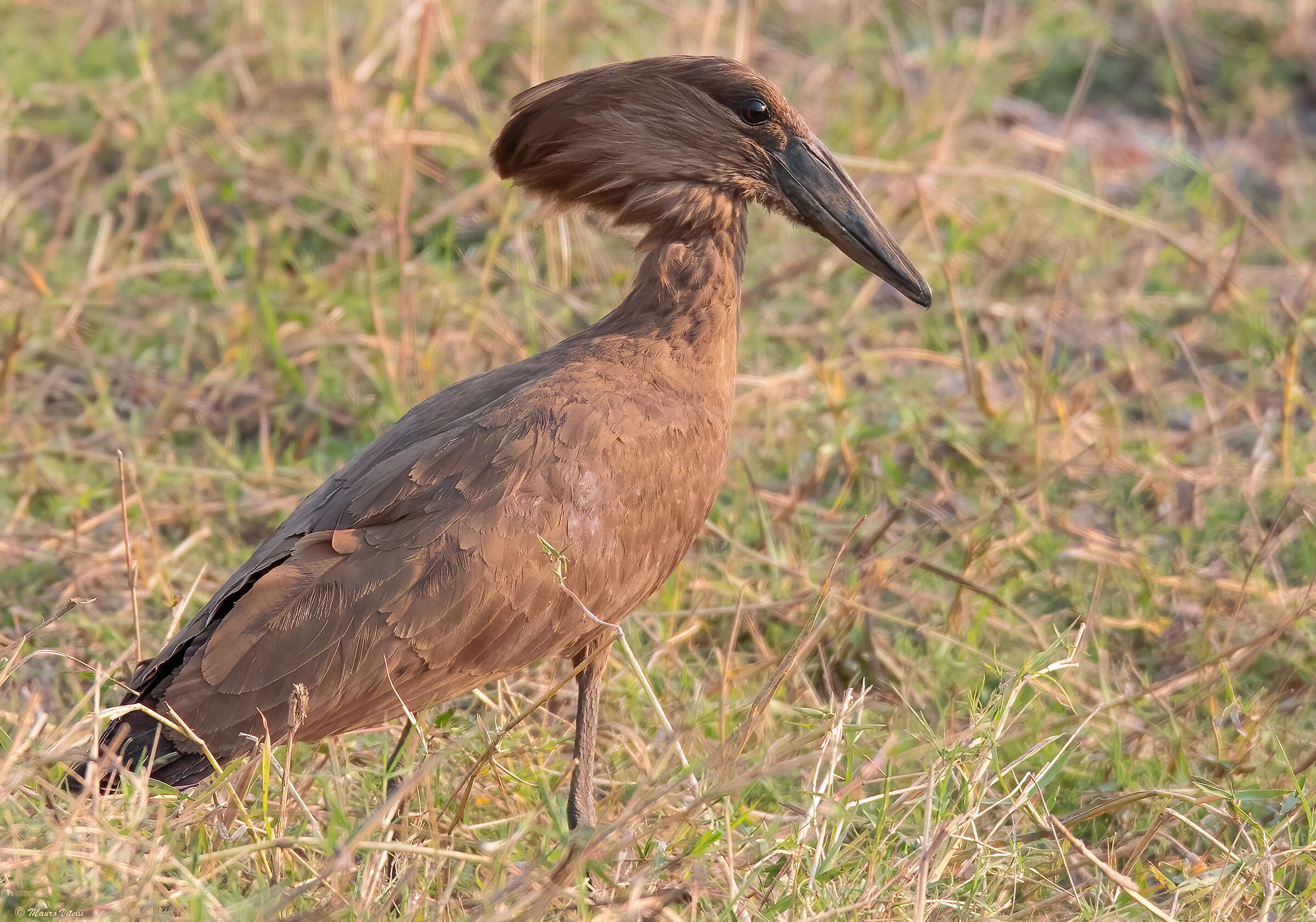 Umbretta (Scopus umbretta)