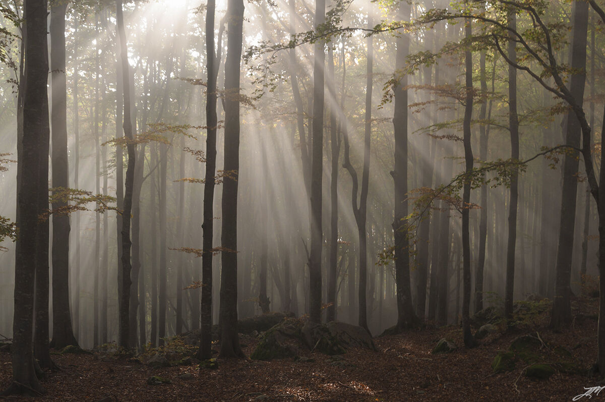 Blades of light in the woods