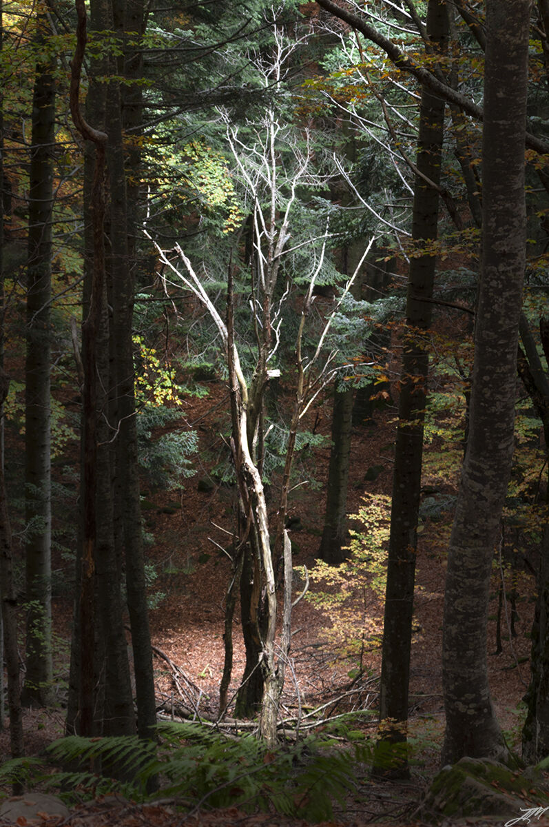 Luce dall'alto nella foresta