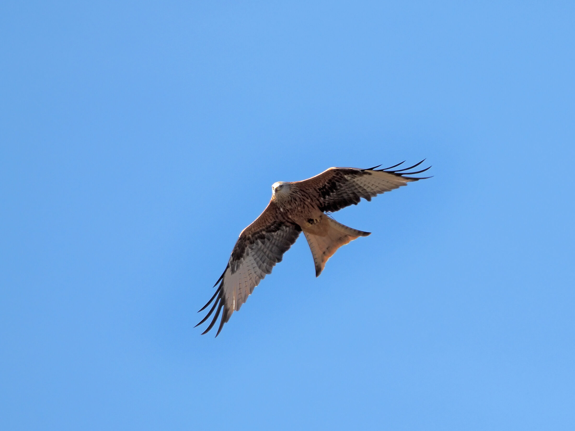 Red kite