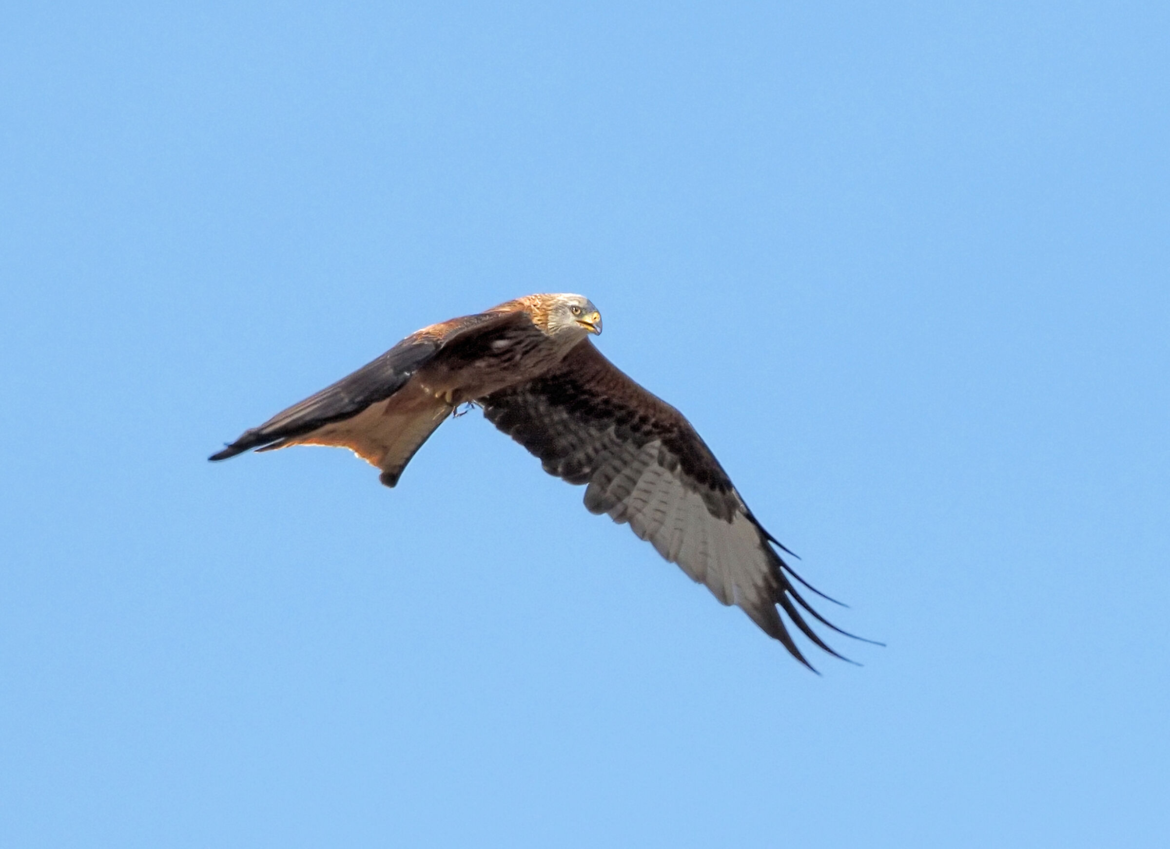 Red kite 2