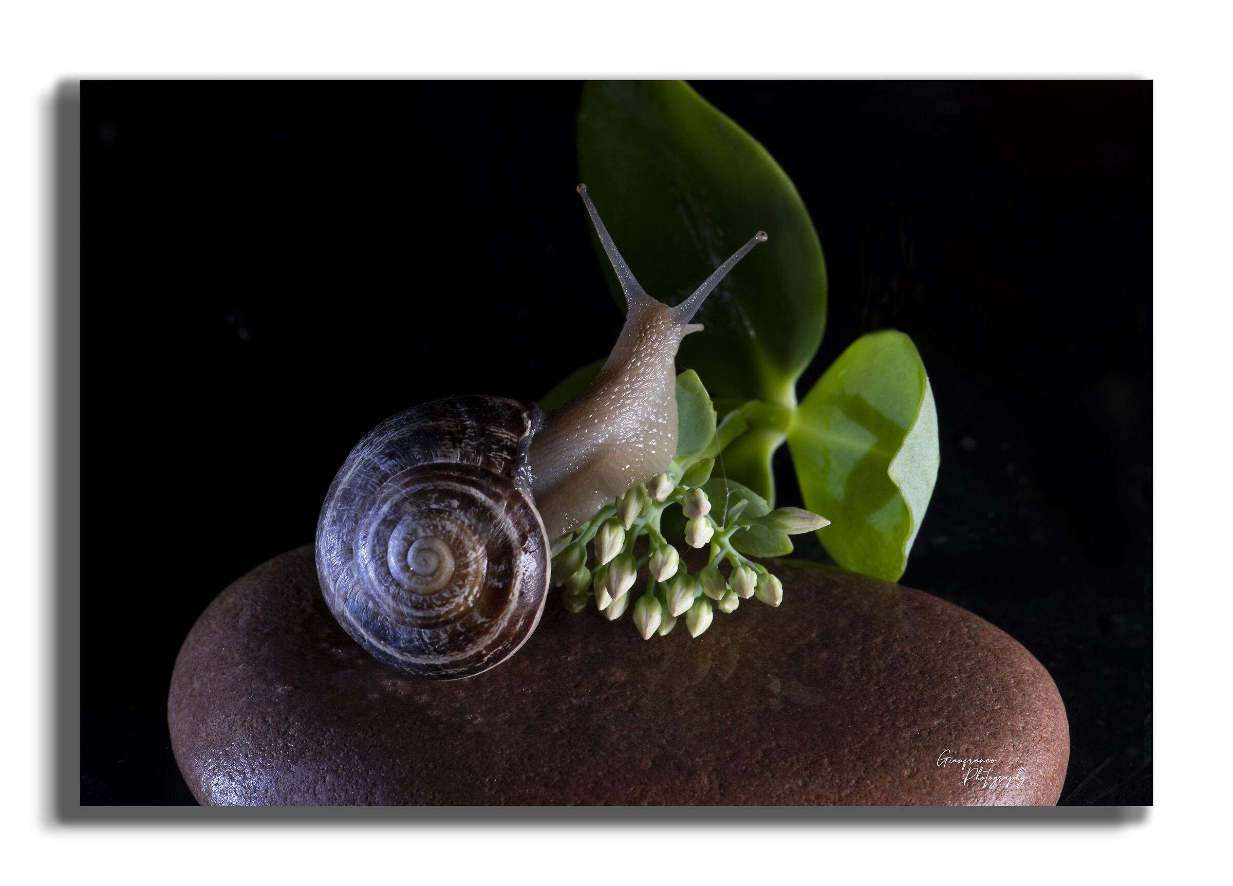 Snail