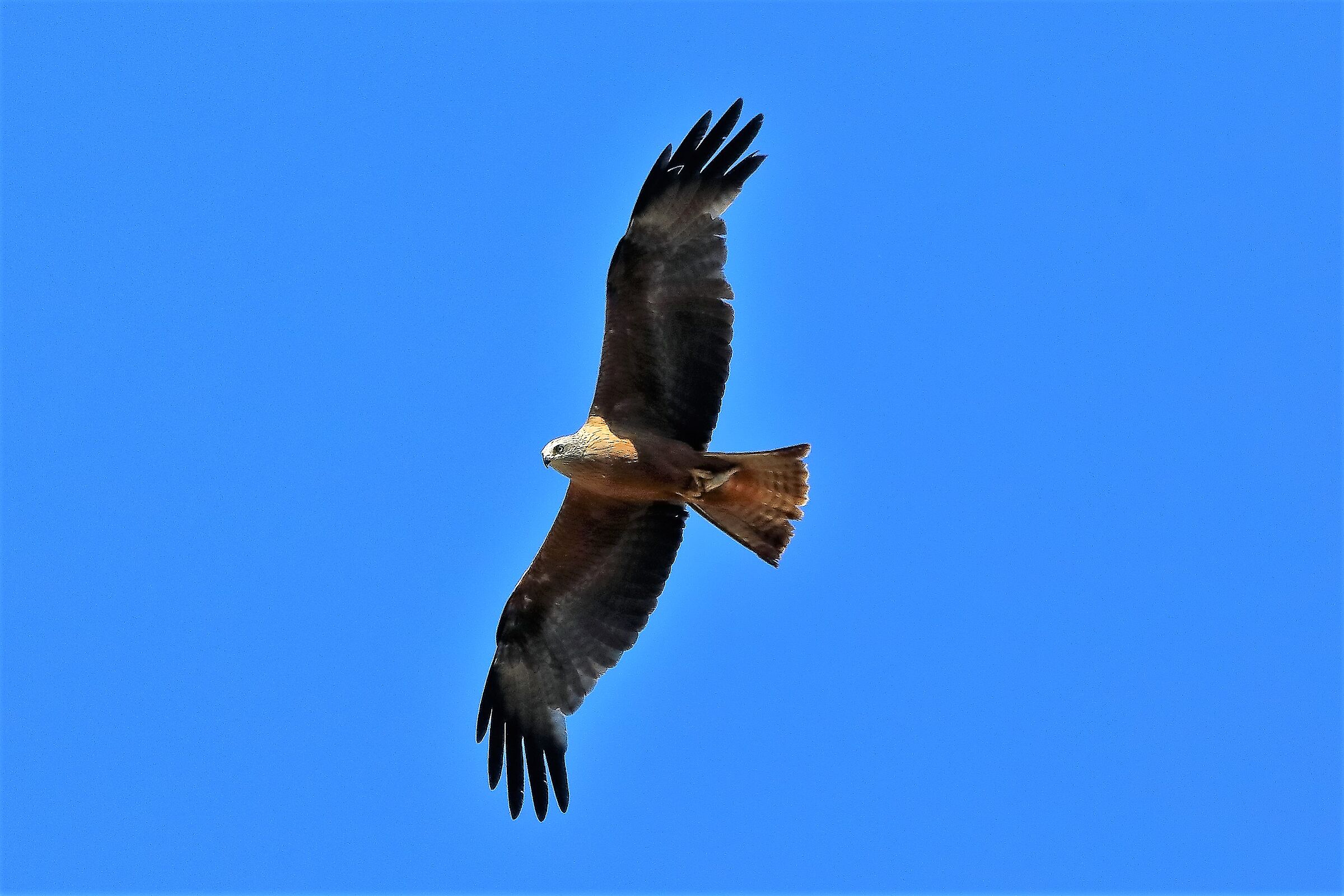 Nibbio bruno 09-07-2022