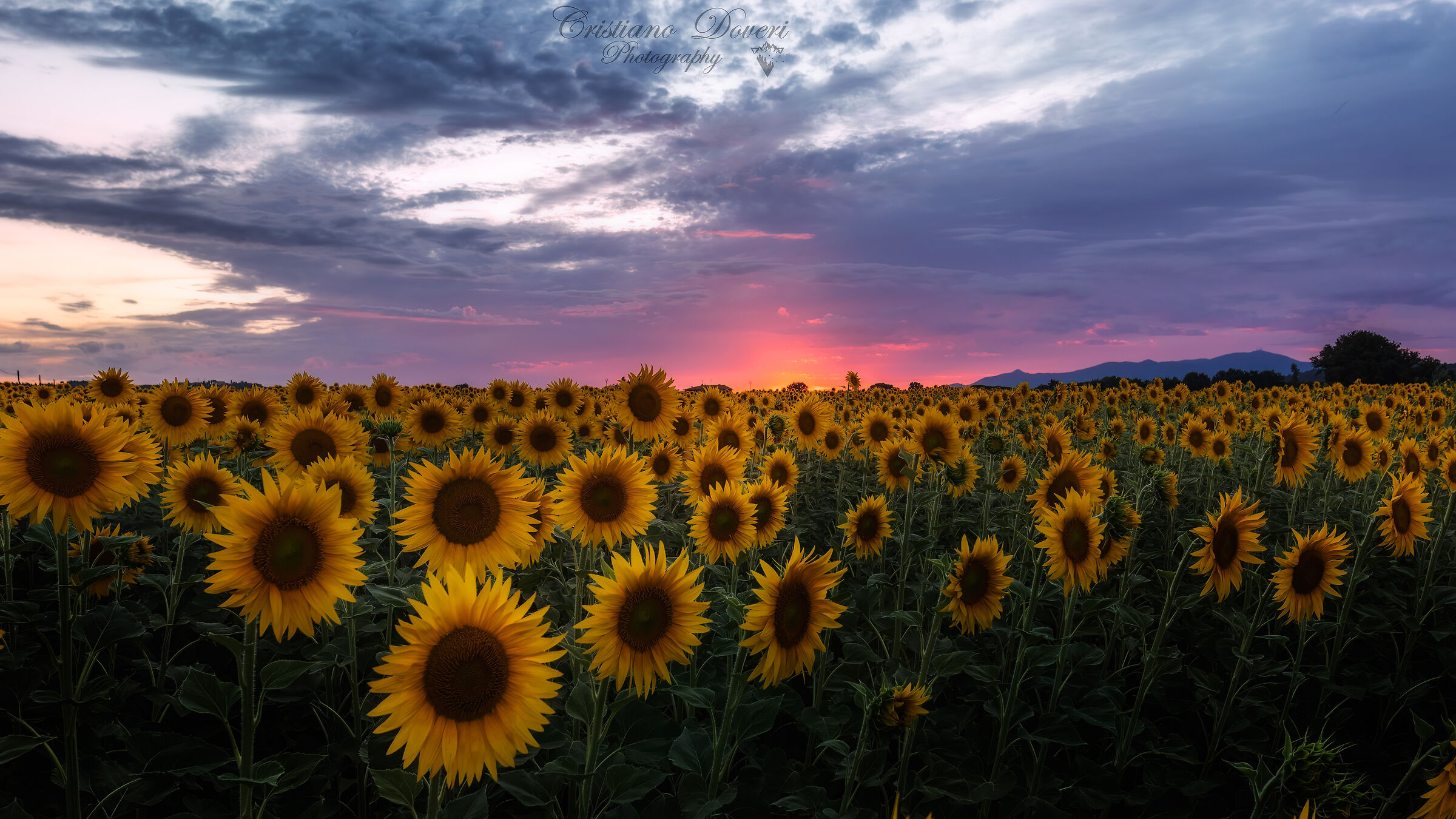 Girasoli