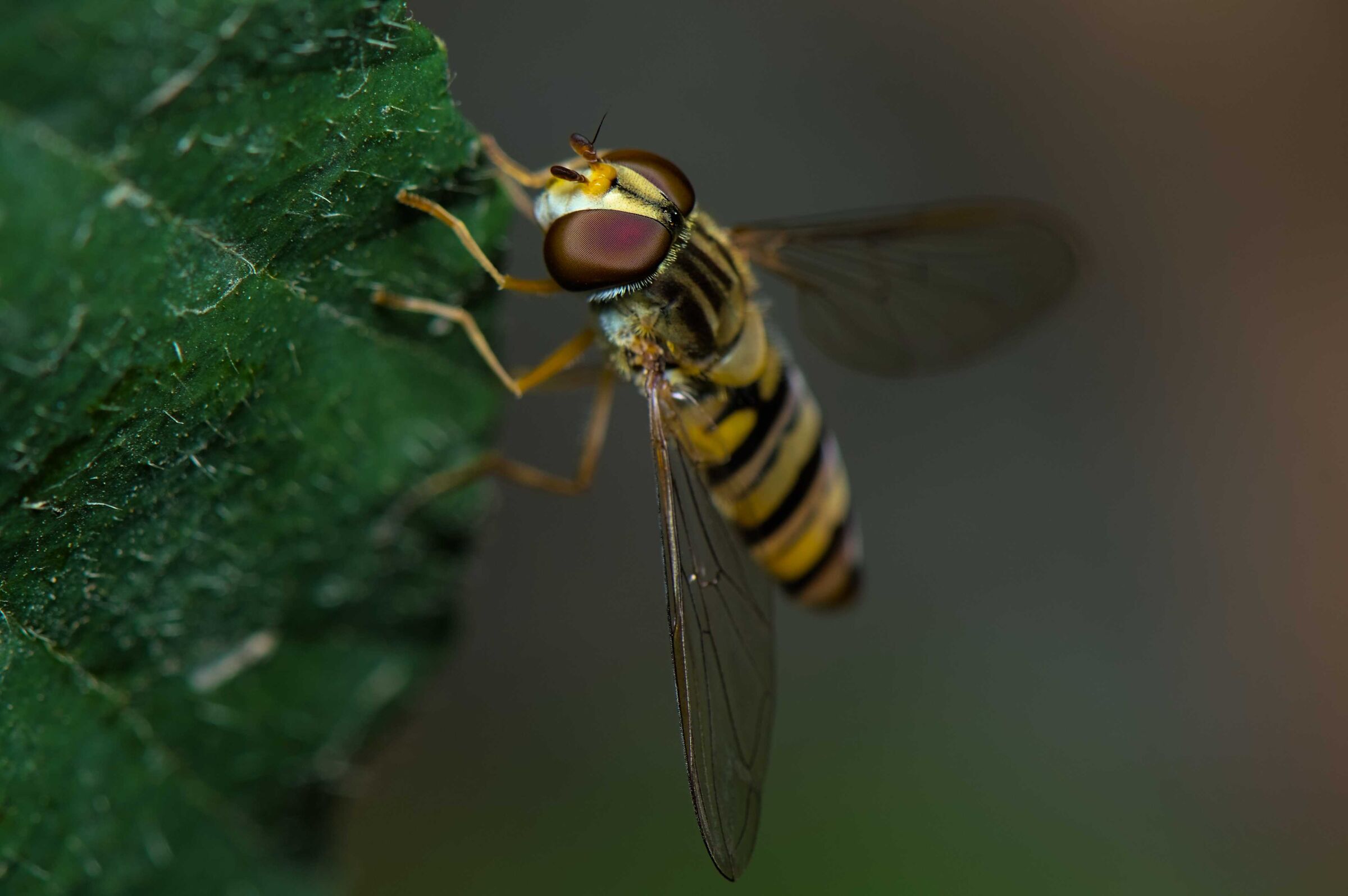 Episyrphus balteatus