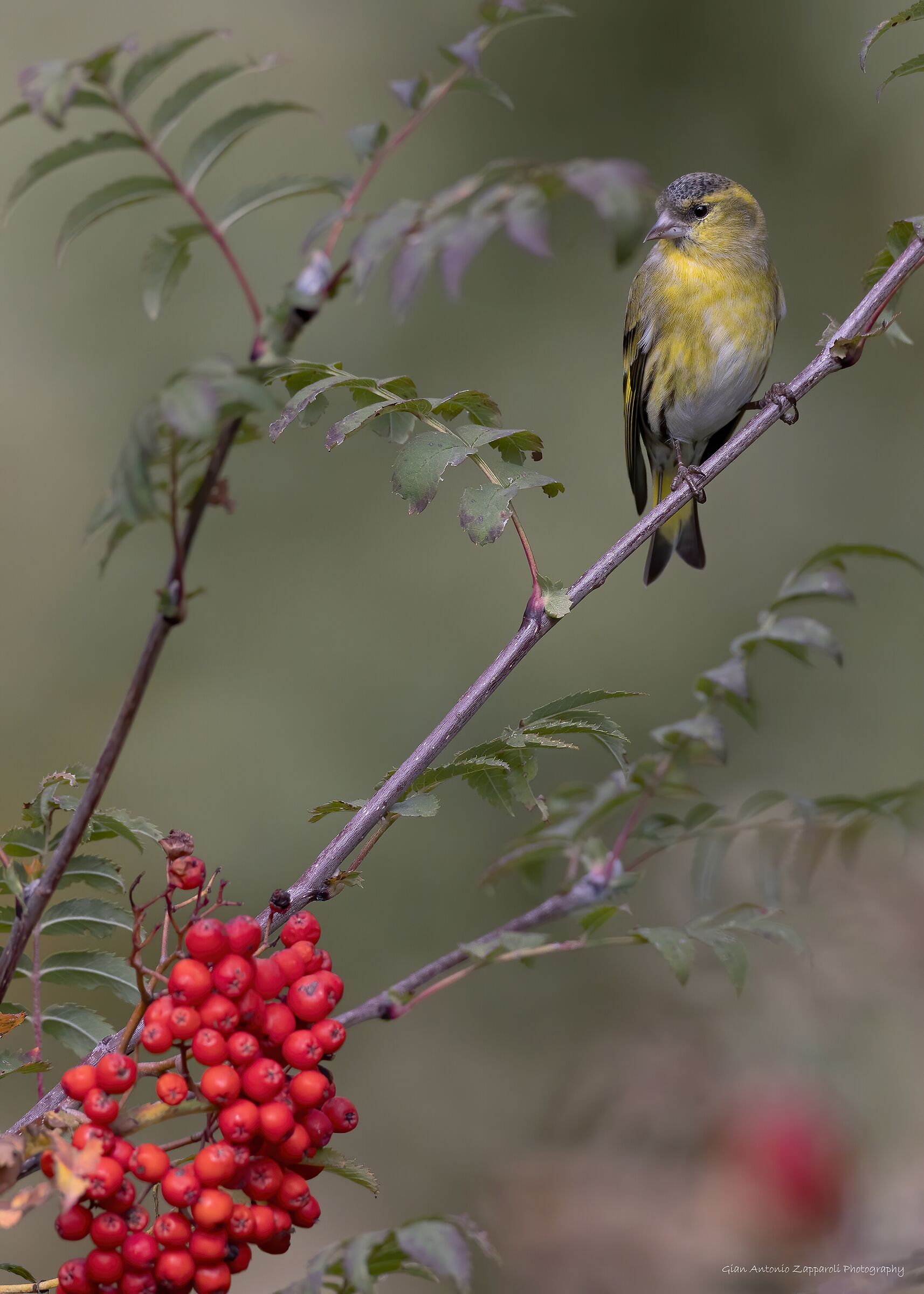 Lucherino (Spinus spinus) su sorbo