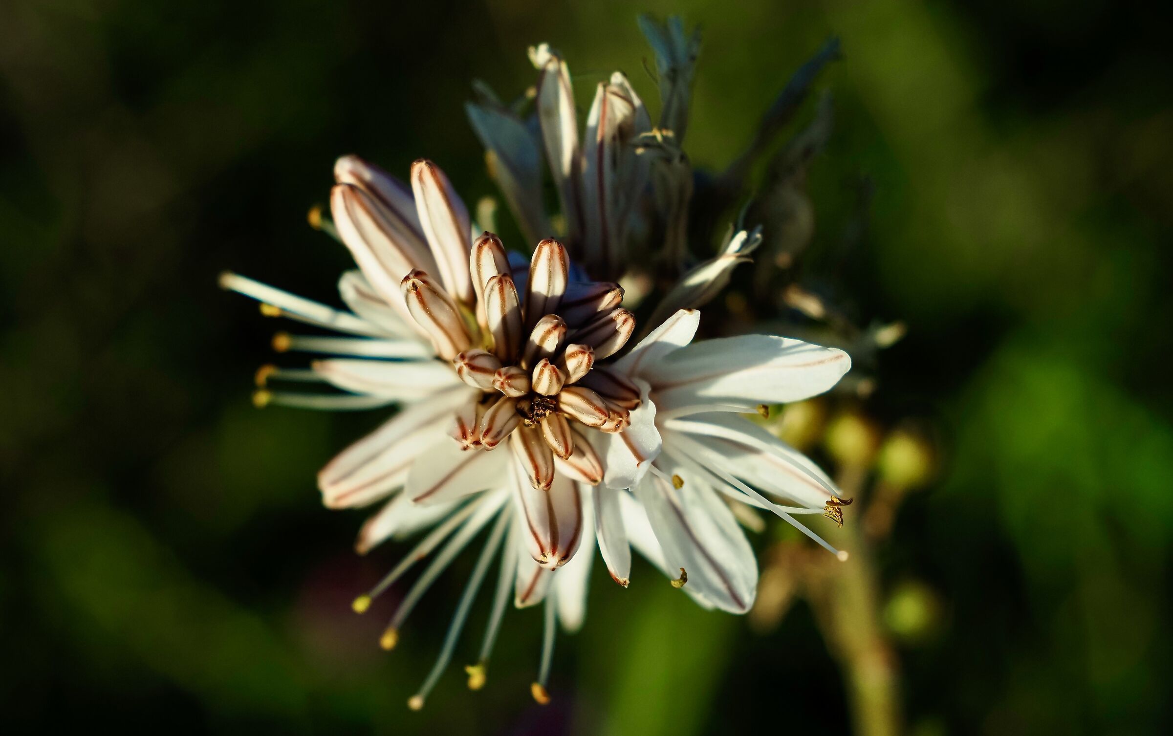 Asphodel flower