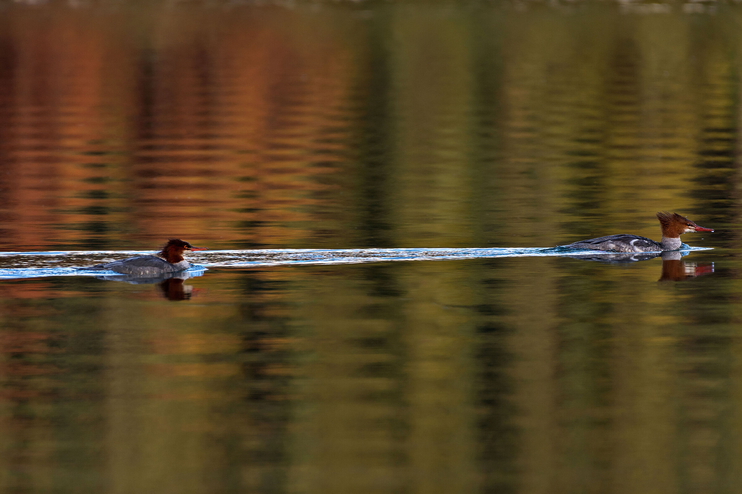 Smerghi maggiori (Mergus merganser), Goosanders