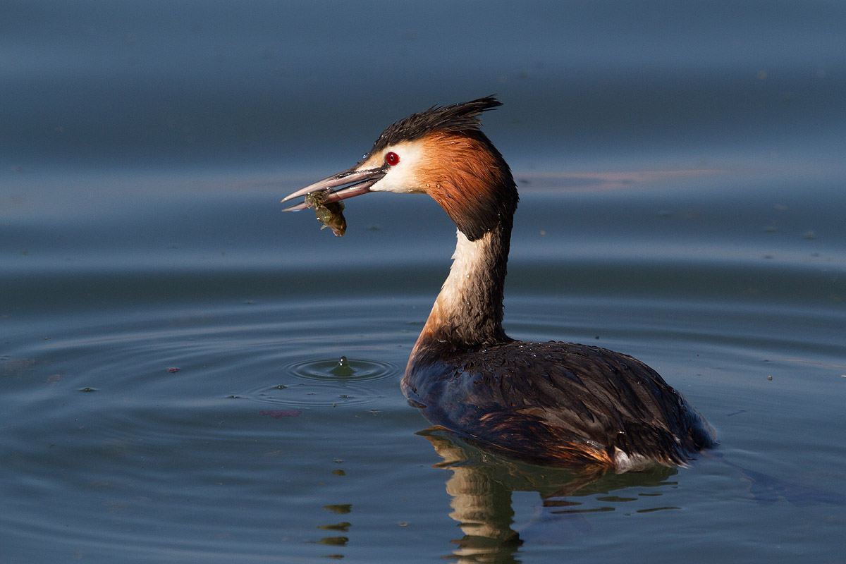 Grebe
