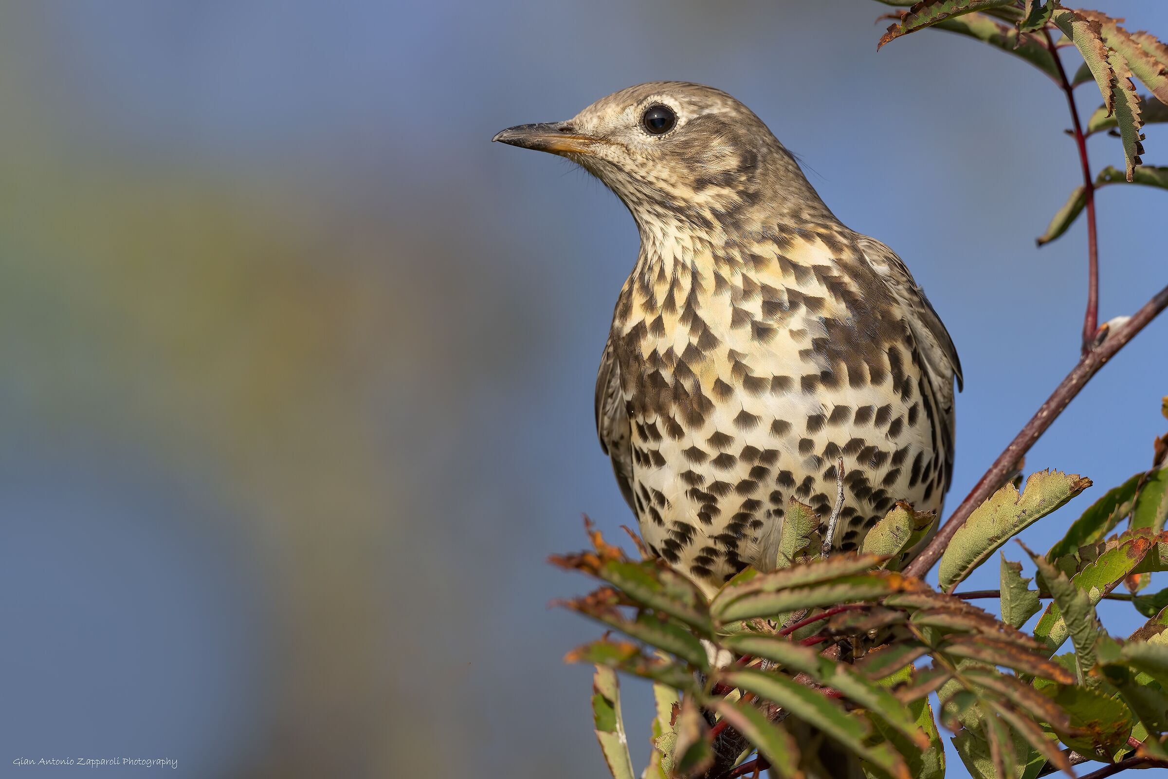 Tordela (Turdus viscivorus)