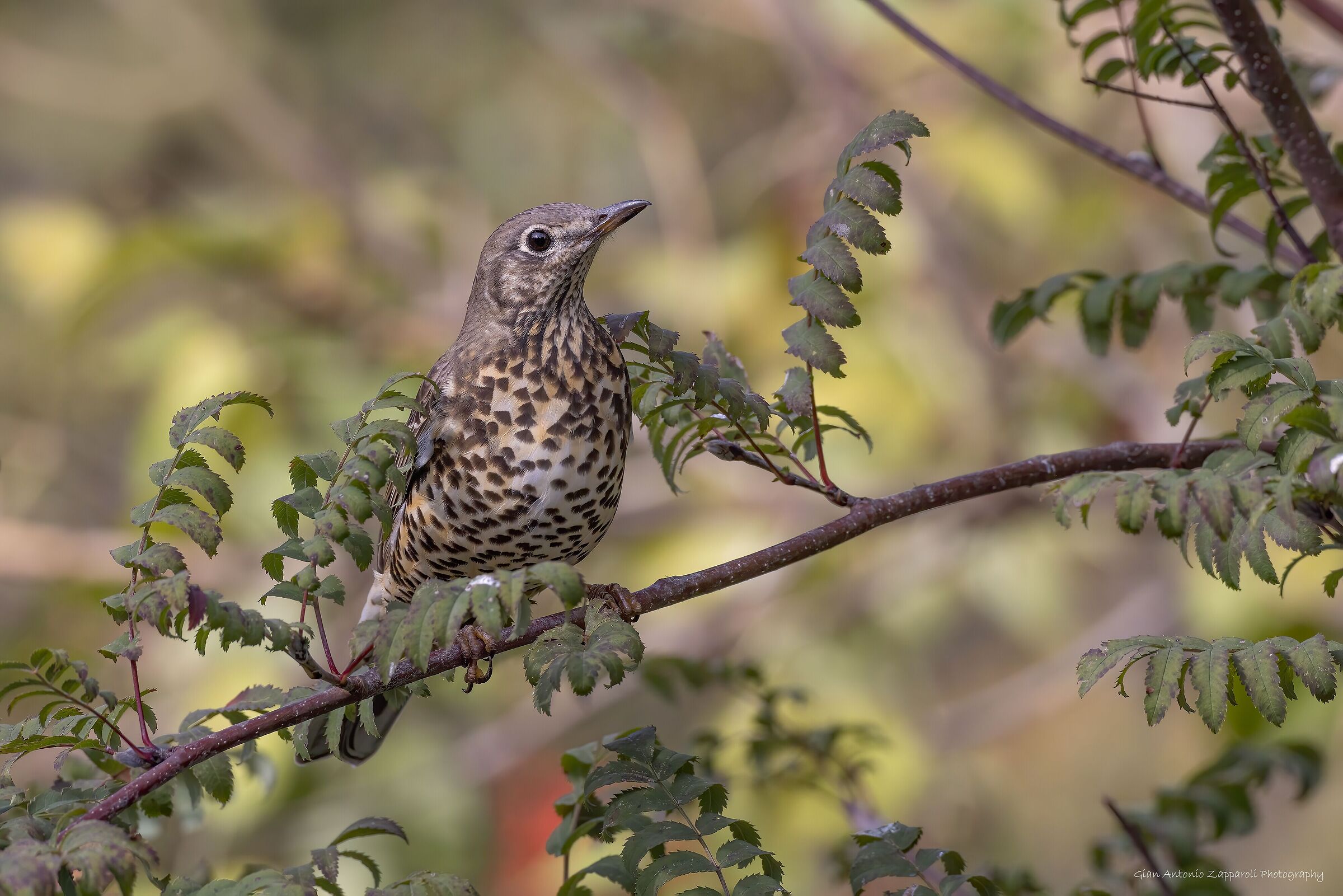 Tordela (Turdus viscivorus)