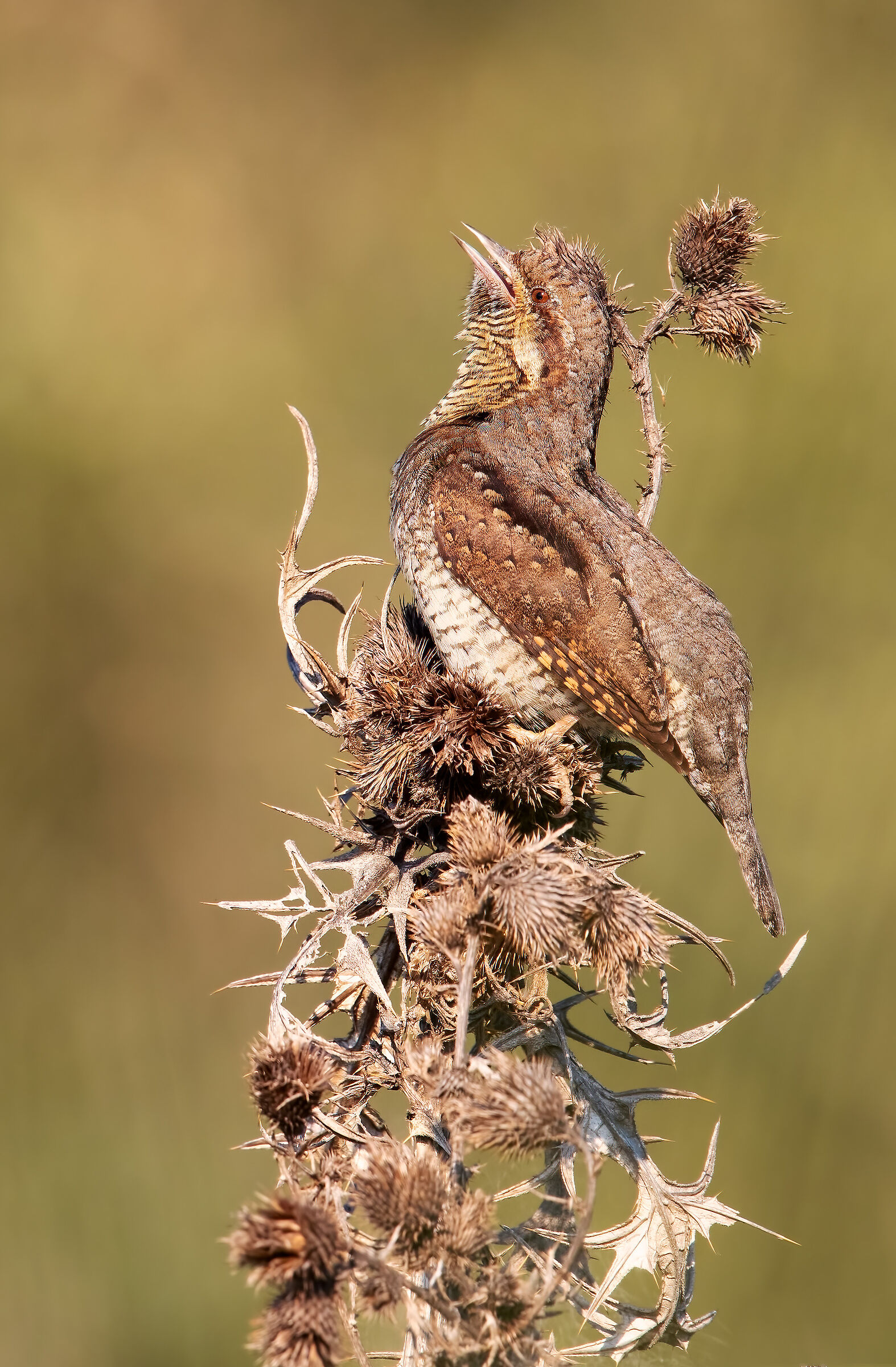 Wryneck