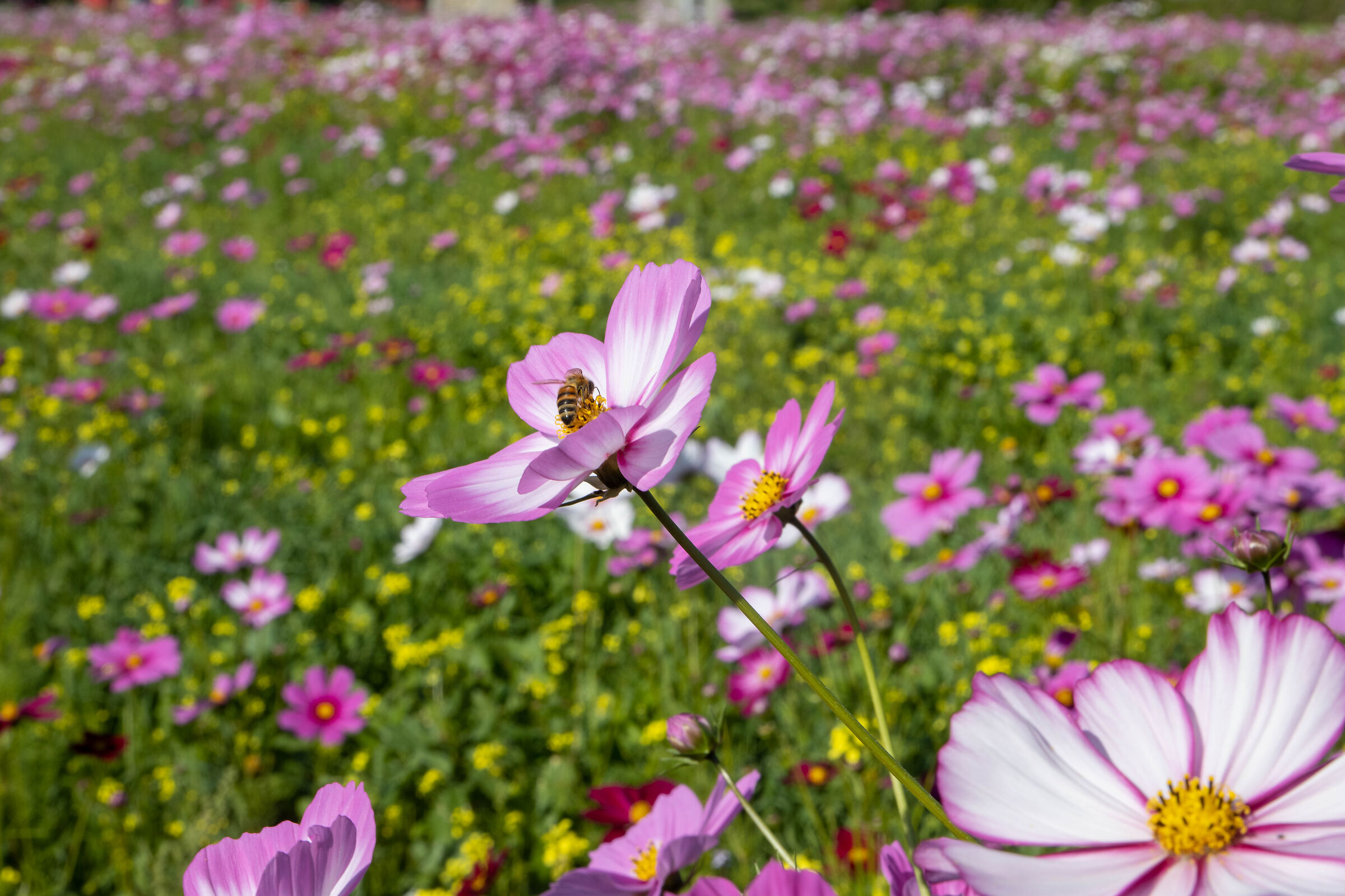 Fiori