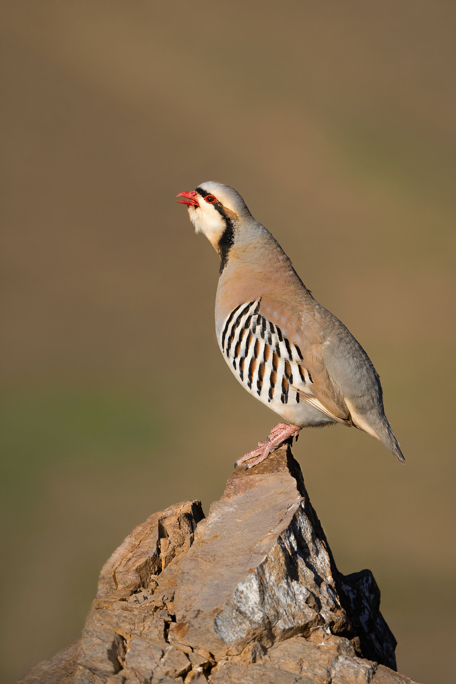 Chukar partridge