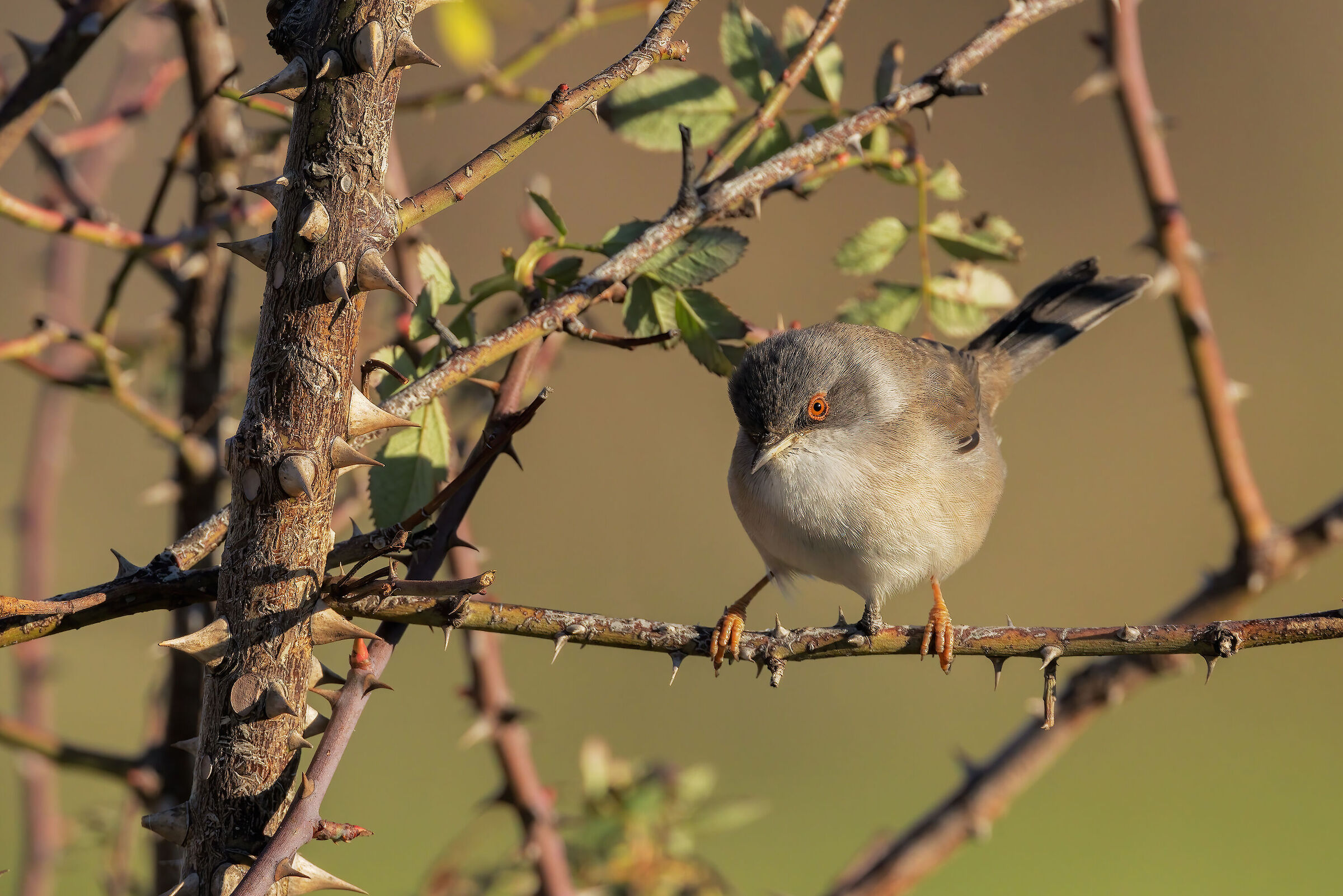 Occhiocotto (Sylvia melanocephala)