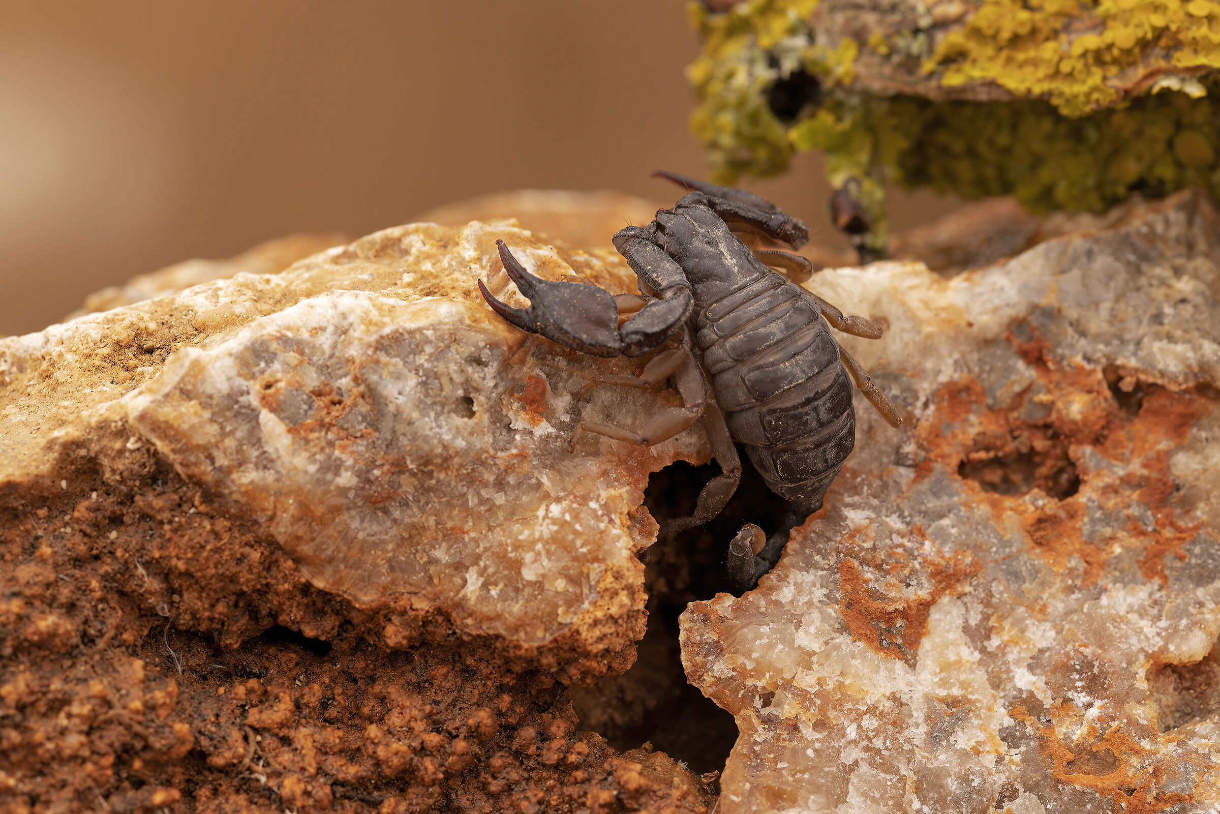 La tana nella roccia