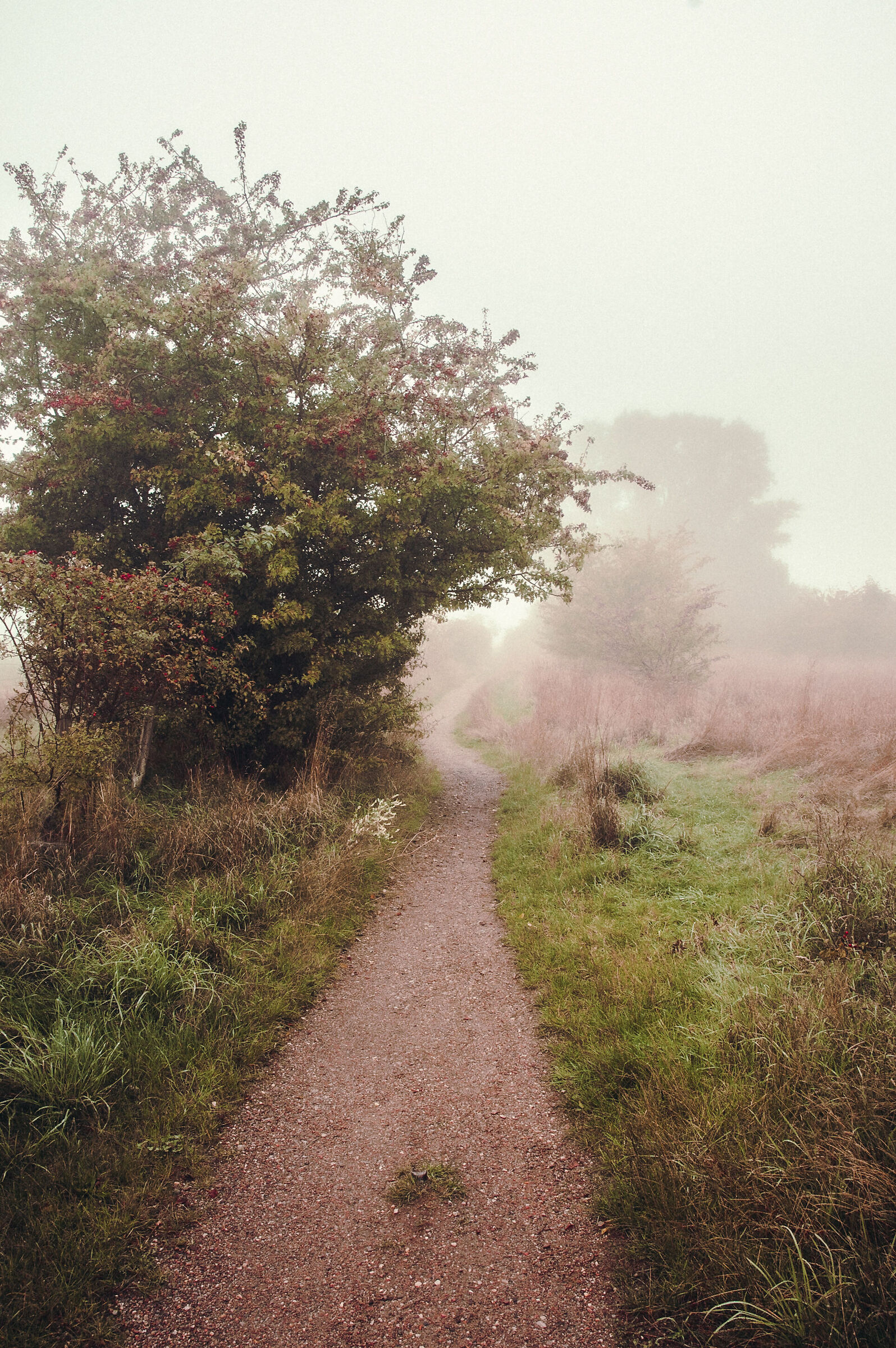 Fog in Finkenwerder