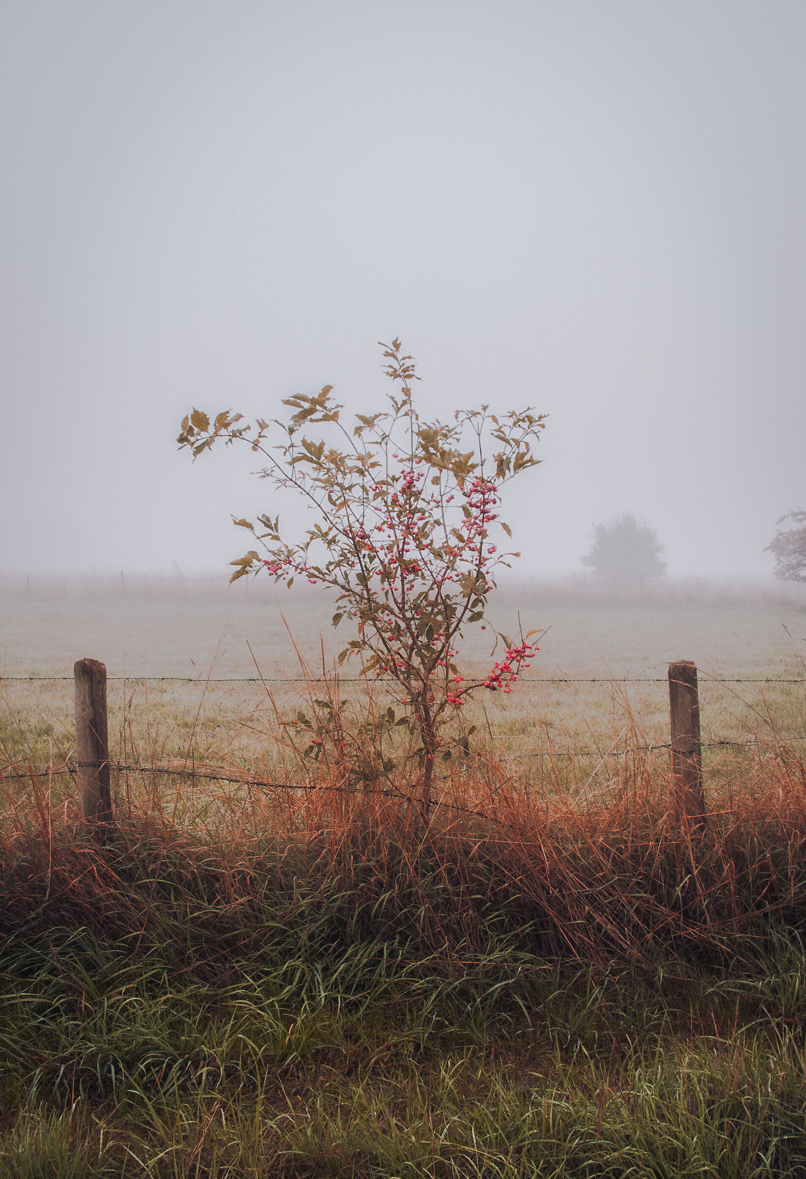 Fog in Finkenwerder
