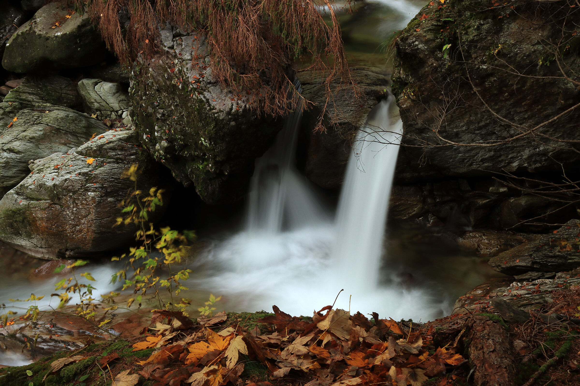 Valsanguigno - first autumn