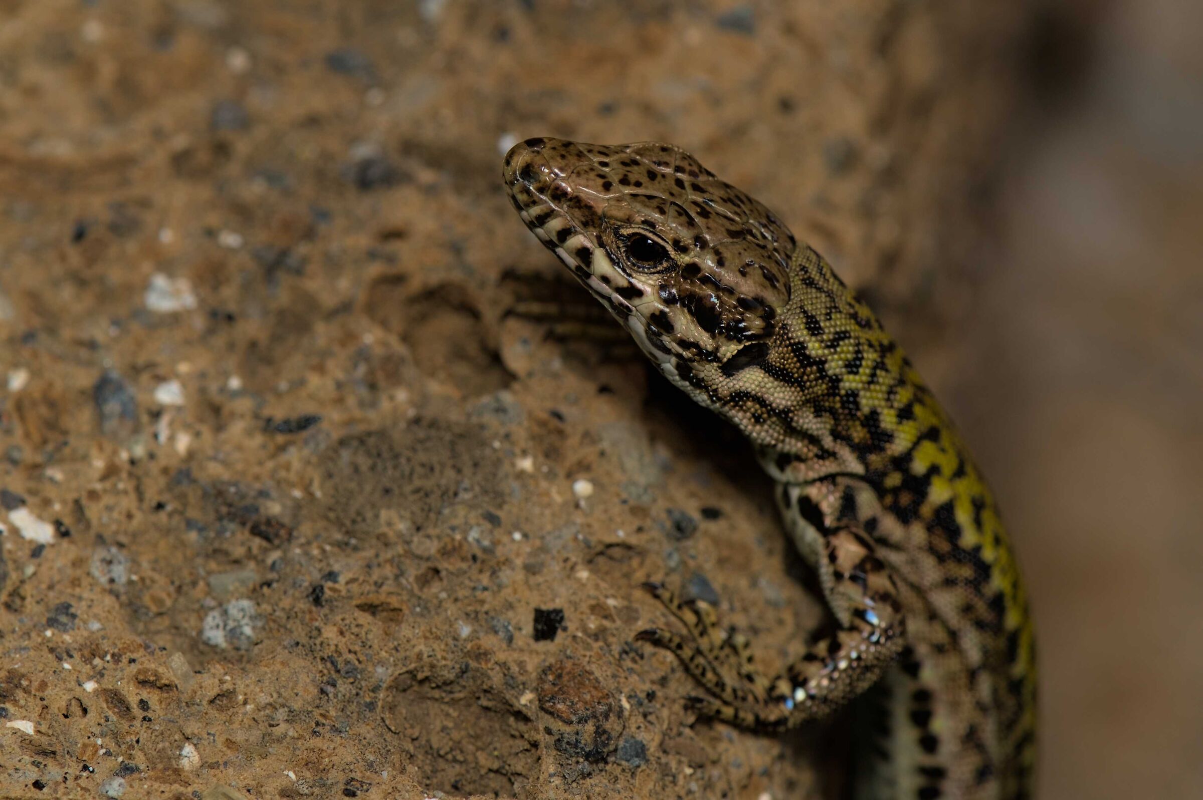 Lizard