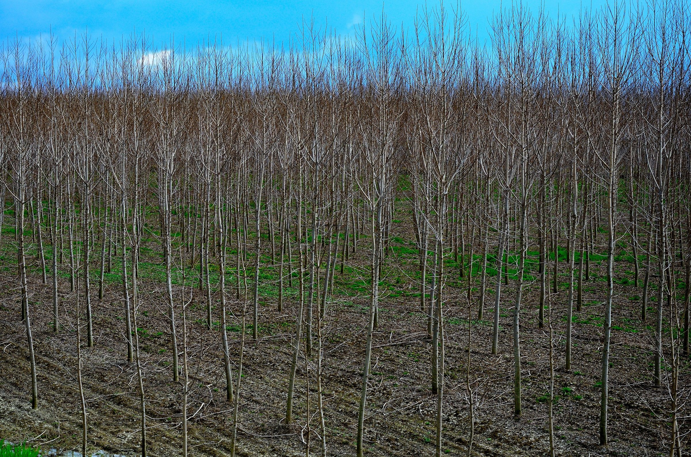 Pioppeto d'inverno, lungo il Po
