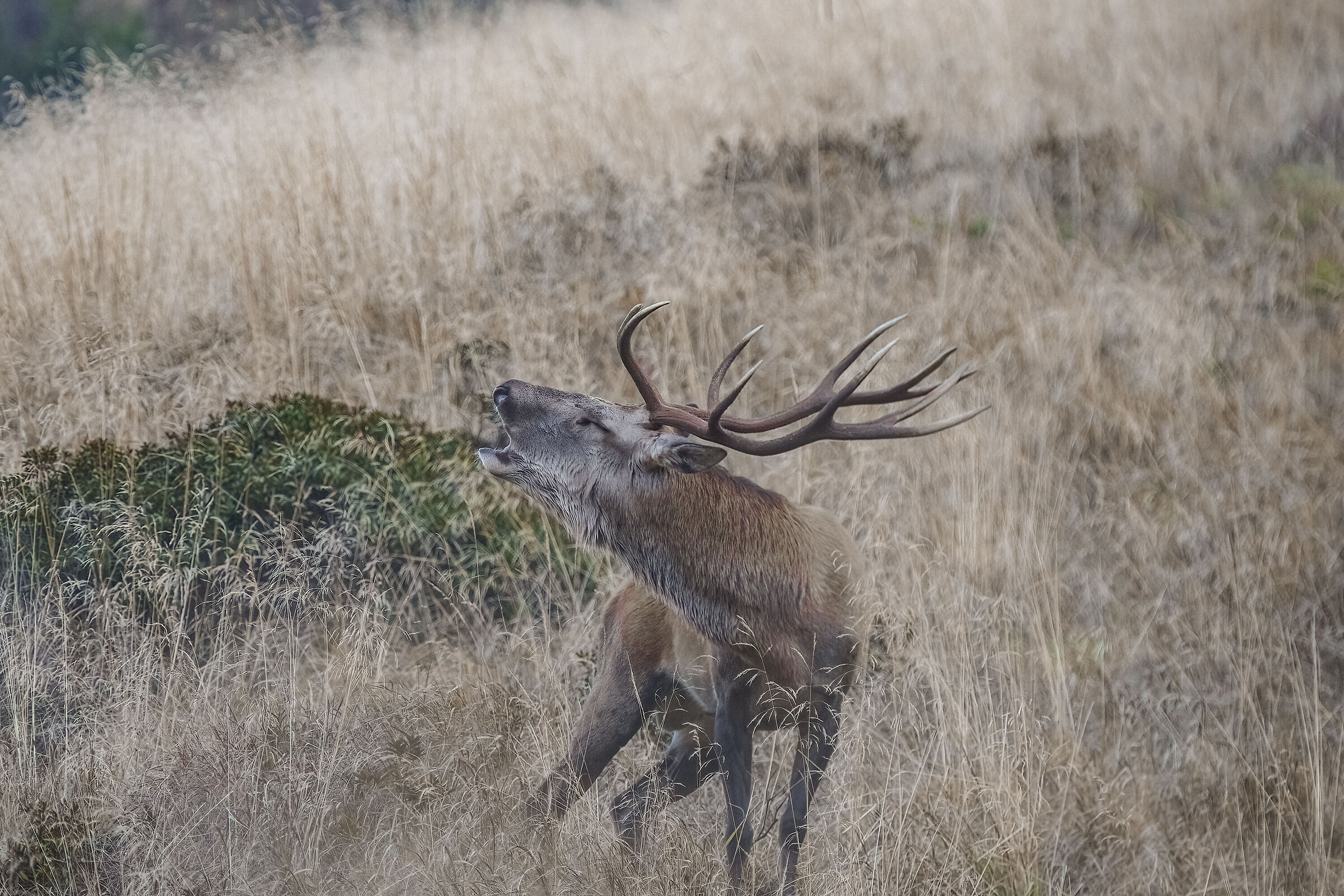 Roar Carnic Alps
