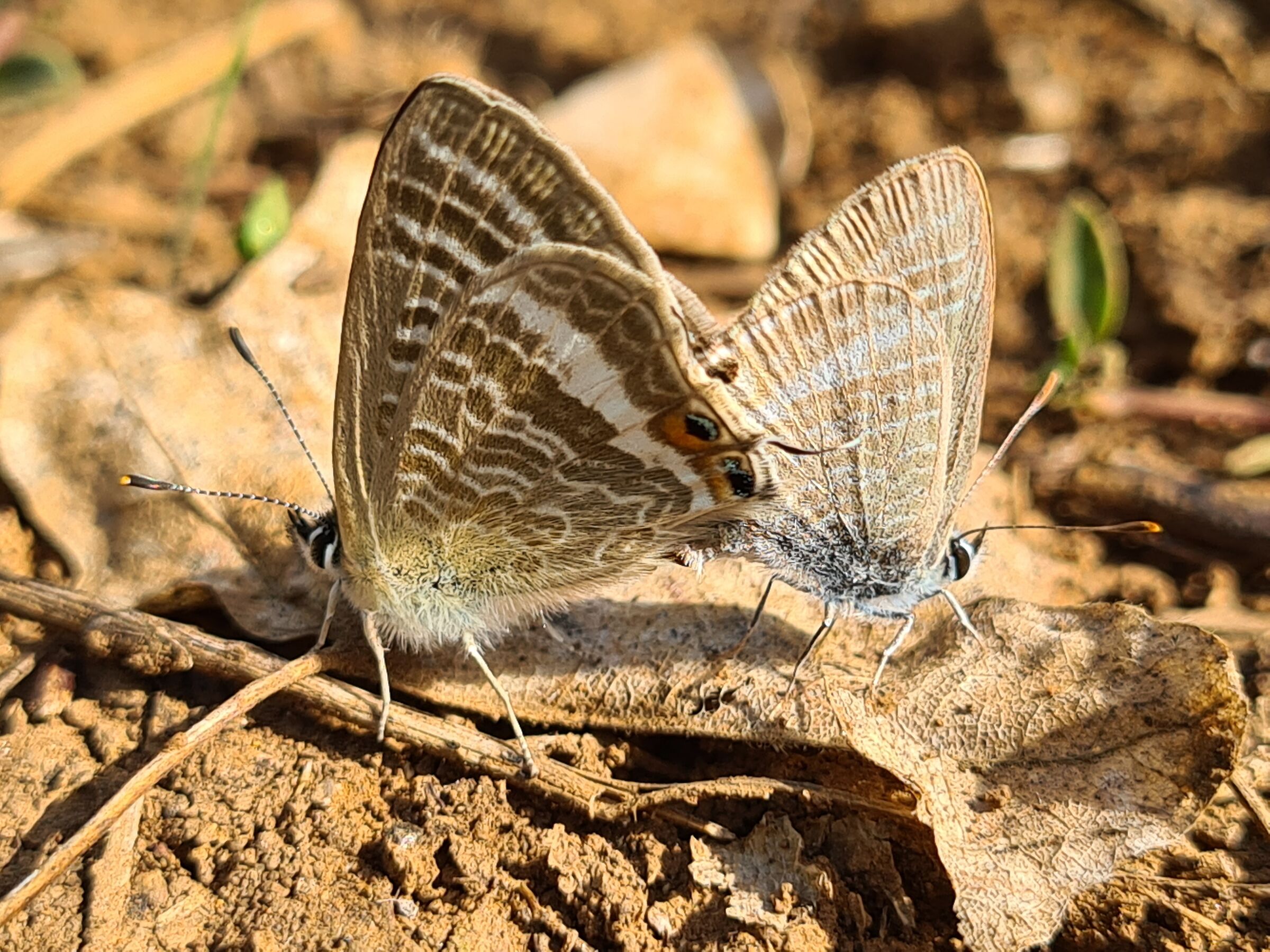 ButterfliesCoupling2