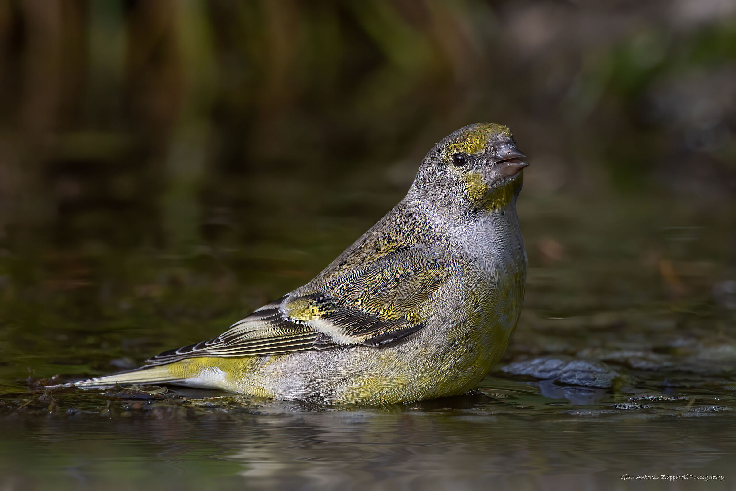 Venturone alpino (Carduelis citrinella)